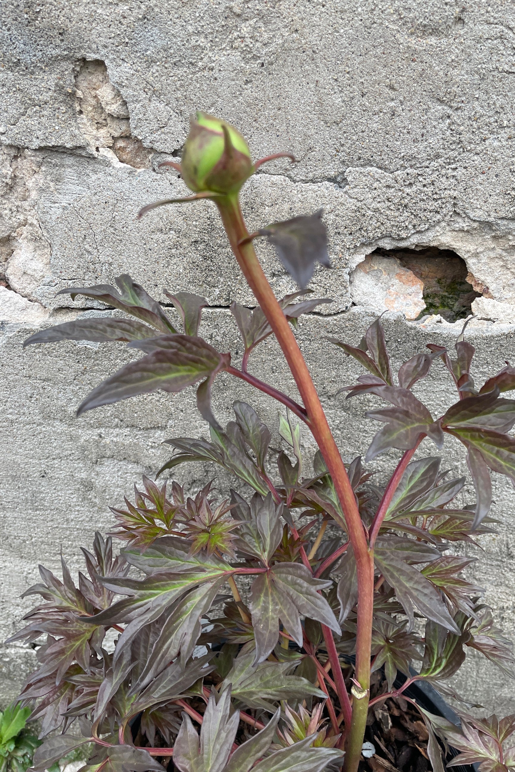 The dark spring leaves and bud in April of the Paeonia 'Gordon E. Simonson' plant against a concrete wall.  ©Sprout Home