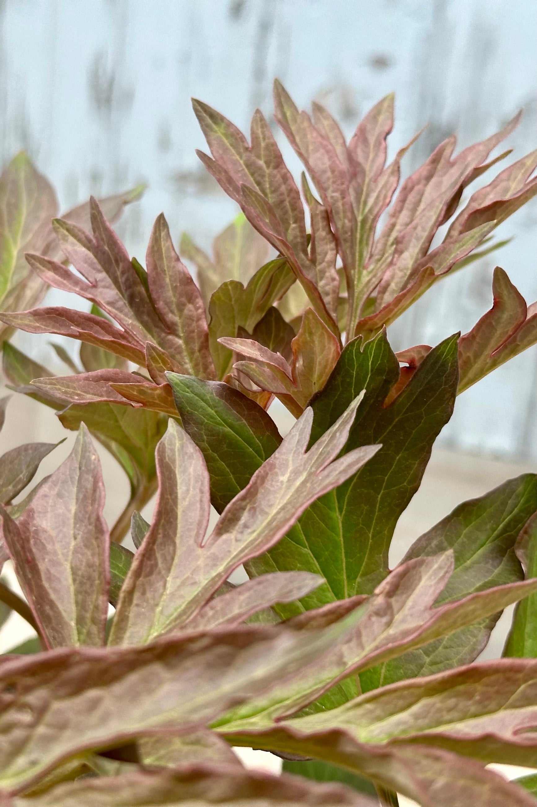 The auburn fraed copper to green leaves of the Paeonia 'Julia Rose' the end of April before blooming.  ©Sprout Home