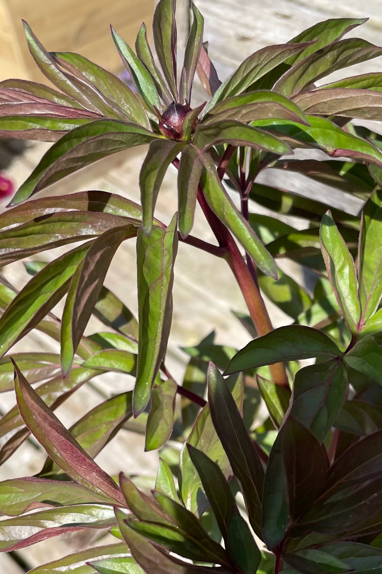 Paeonia 'Kansas' showing the leaves and beginning buds the beginning of May at Sprout-home.  ©Sprout Home