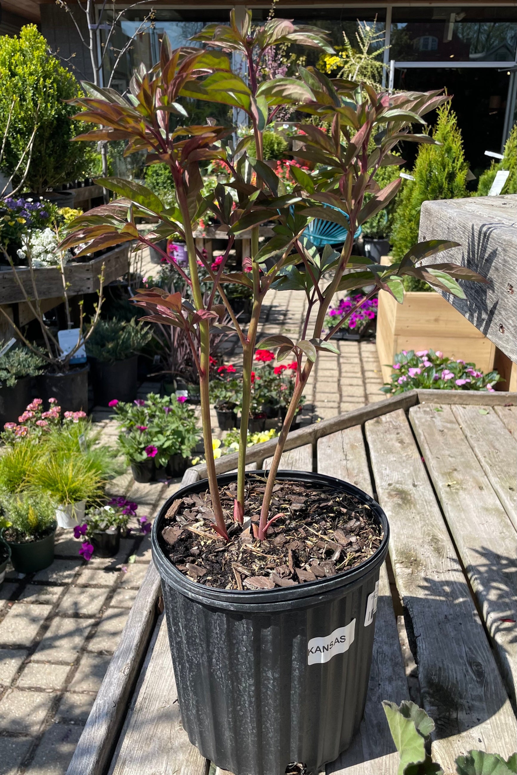 Paeonia 'Kansas' in a #2 growers pot the beginning of May starting to bud amongst the green with burgundy markings .  ©Sprout Home