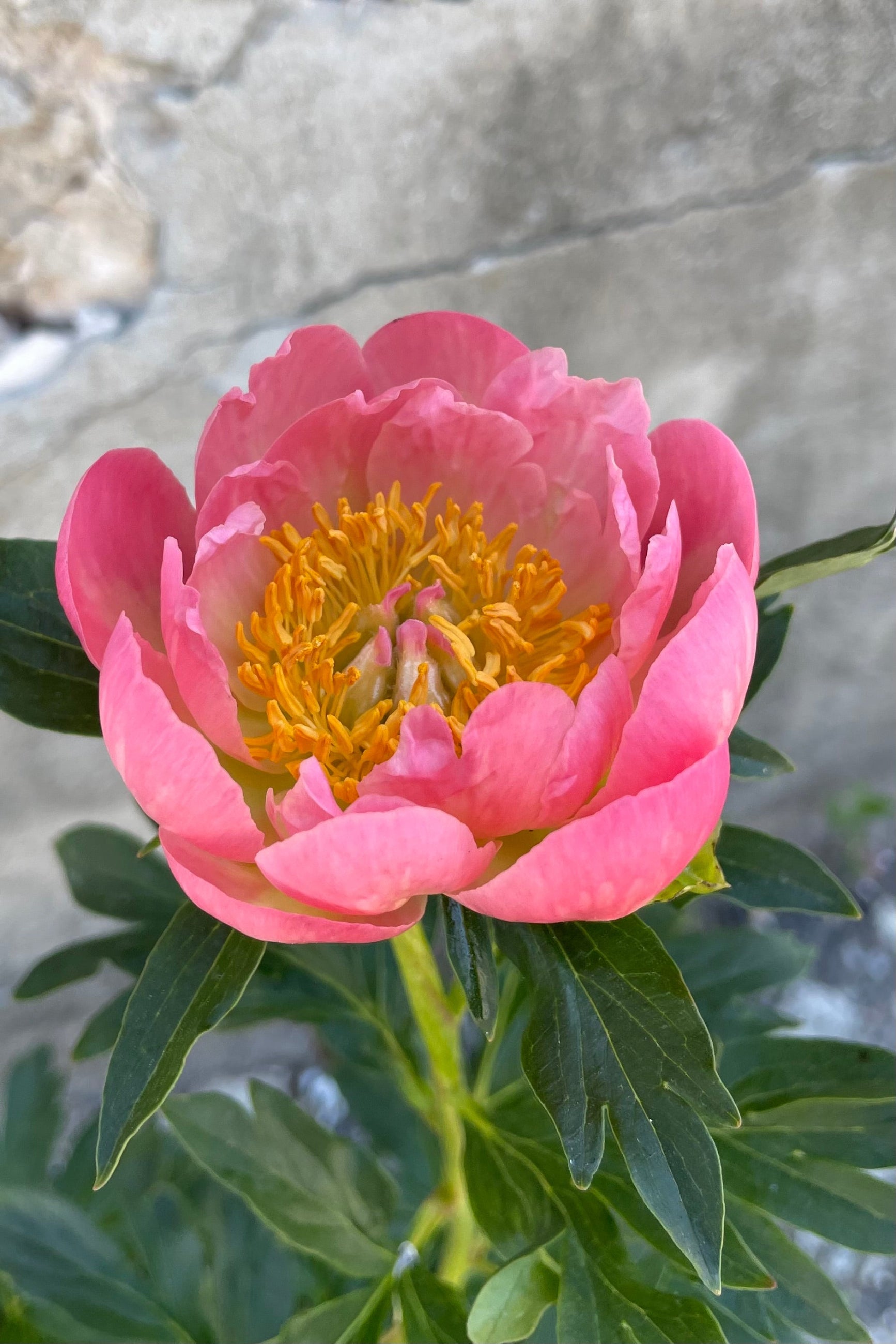 The open pink coral flower with yellow center the end of May of the Paeonia 'Pink Hawaiian Coral' ©Sprout Home