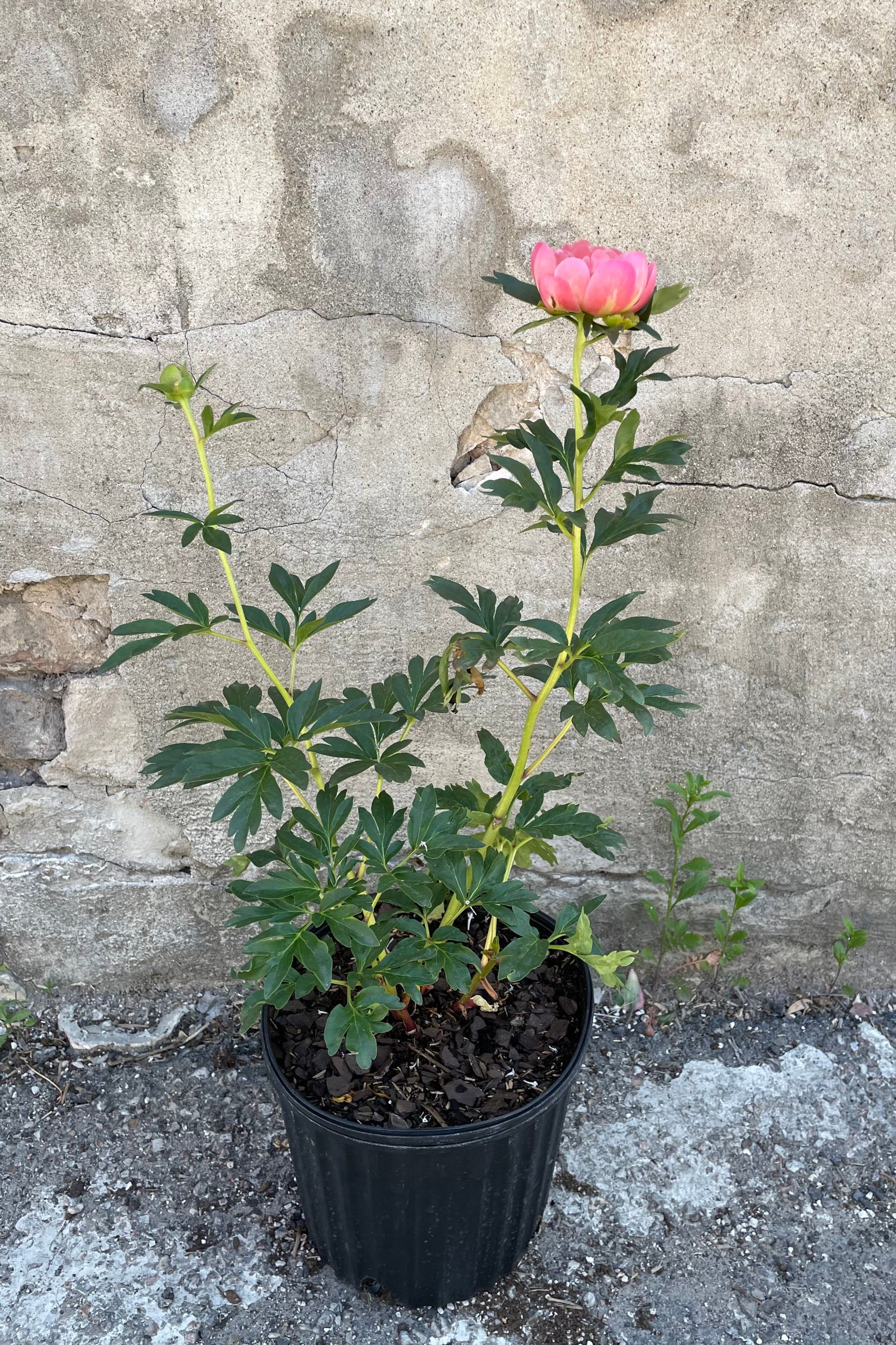 The open flower of the Paeonia 'Pink Hawaiian Coral' peony the end of May with its pink coral flower. ©Sprout Home