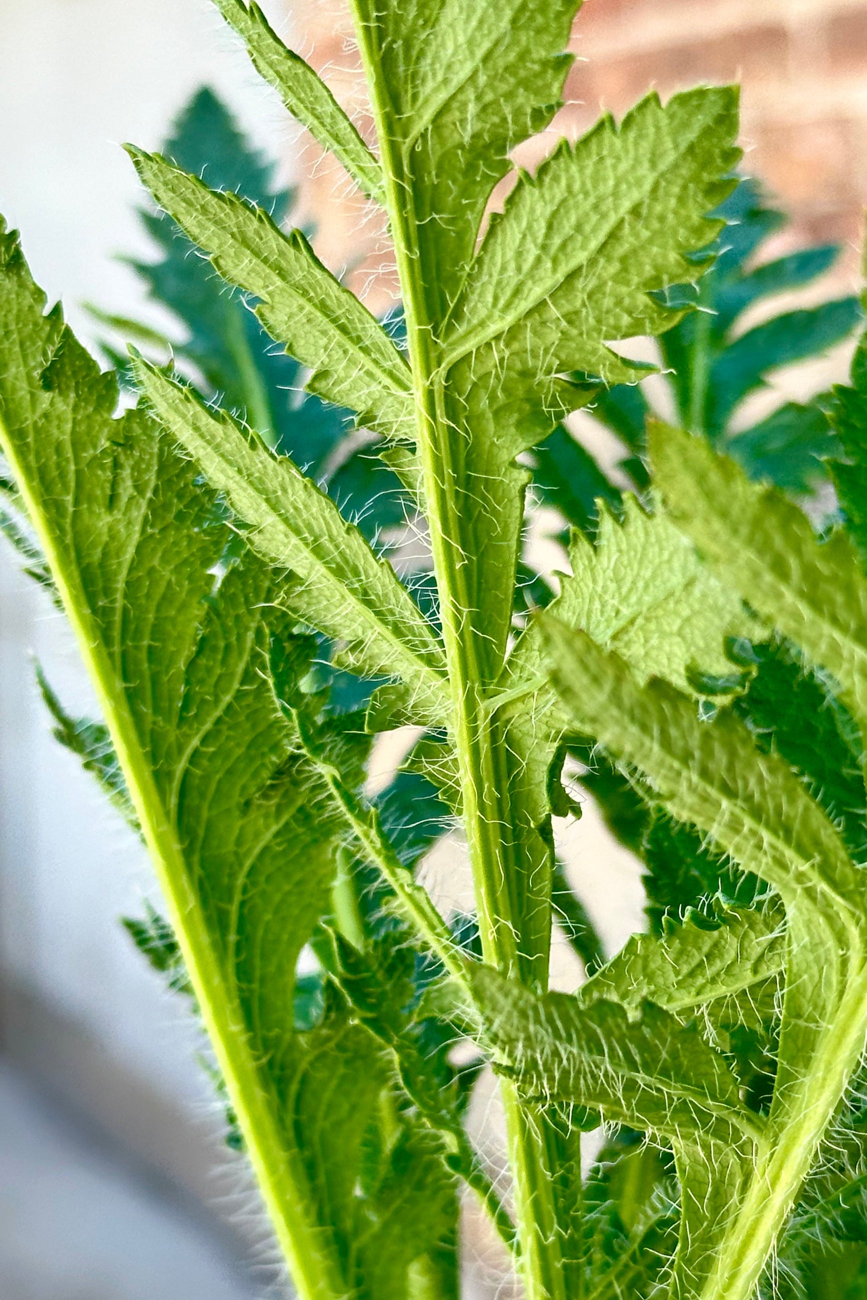 Detail of the fringed green leaves of a Papavar orientalist plant the end of April before blooming. ©Sprout Home