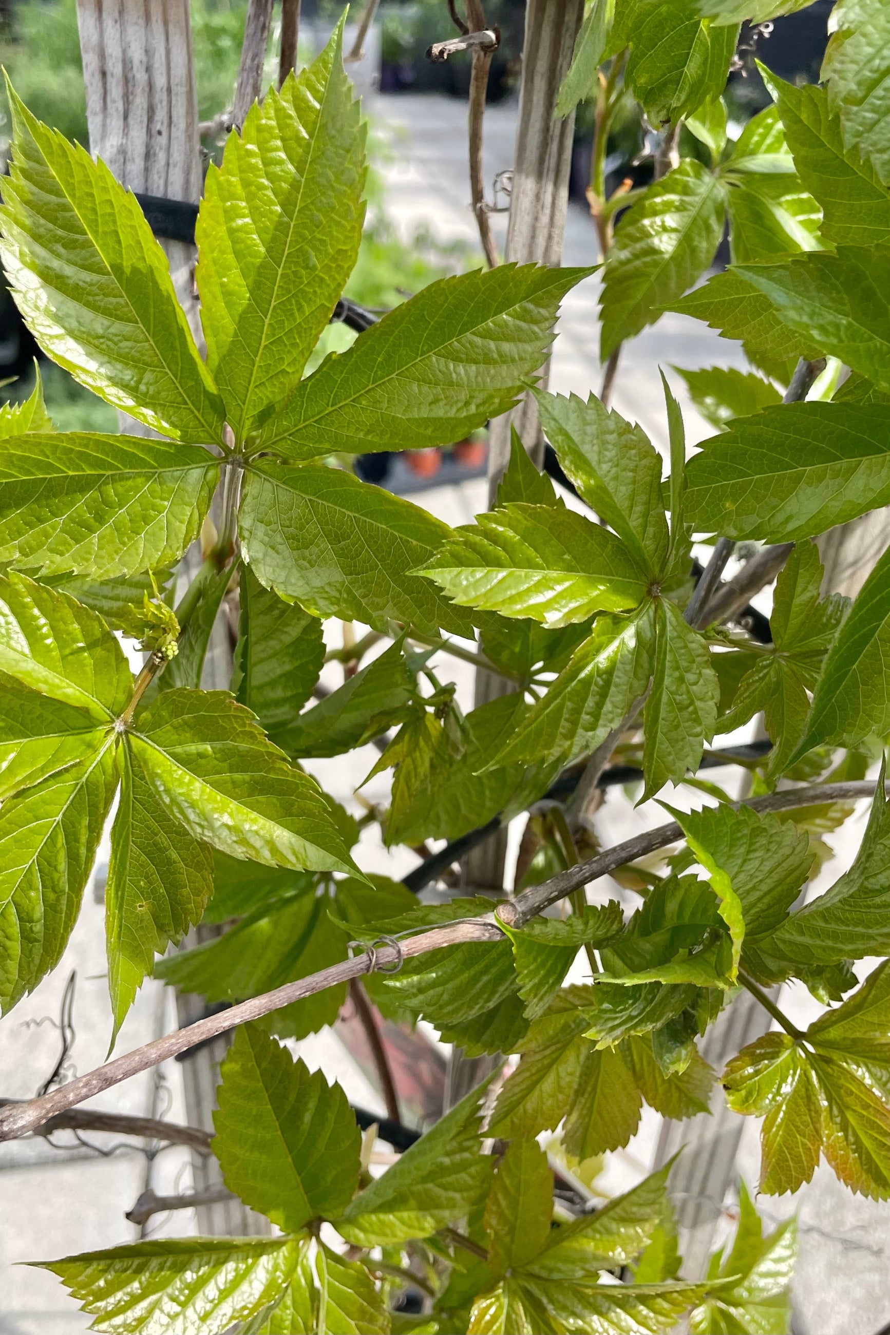 Parthenocissus 'Red Wall' leaves up close five fingered and green the beginning of May with fresh growth.  ©Sprout Home