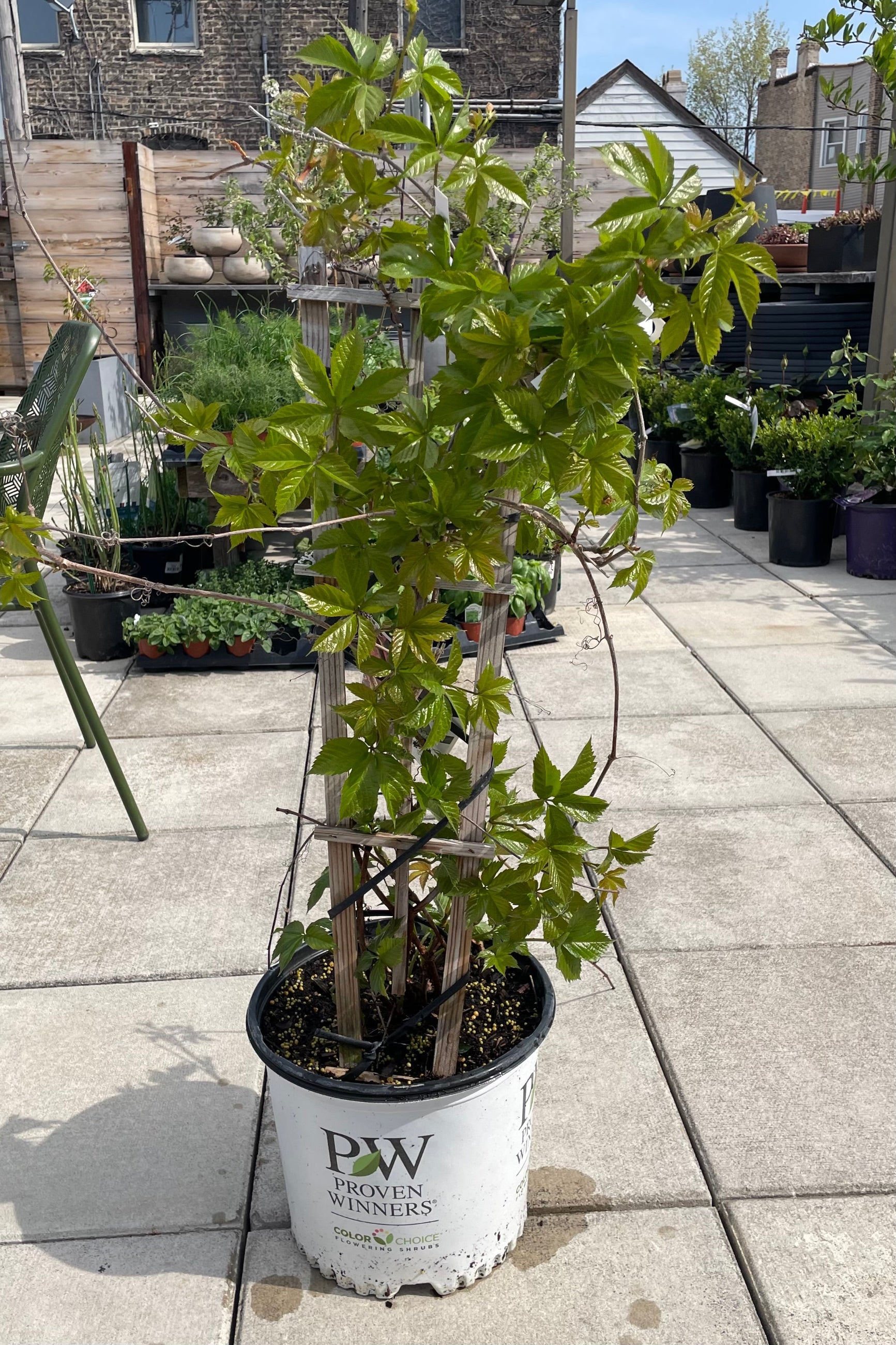 Parthenocissus 'Red Wall' in a #3 pot the beginning of May with fresh green green growth.  ©Sprout Home