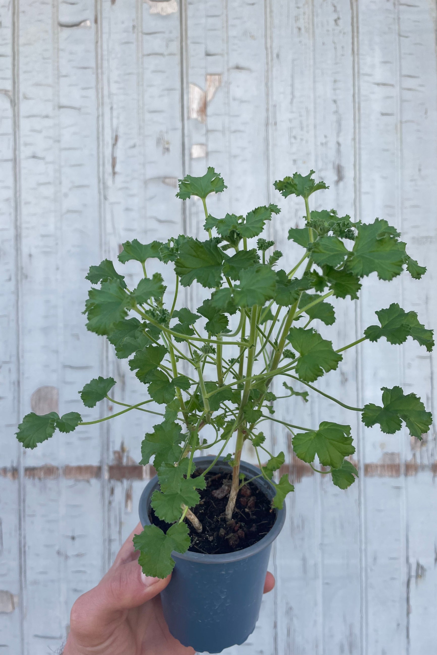 Photo of a hand holding a plant with intricate leaves. The plant is a Pelargonium or "scented geranium" It is in a blue pot and in front of a gray wall. ©Sprout Home