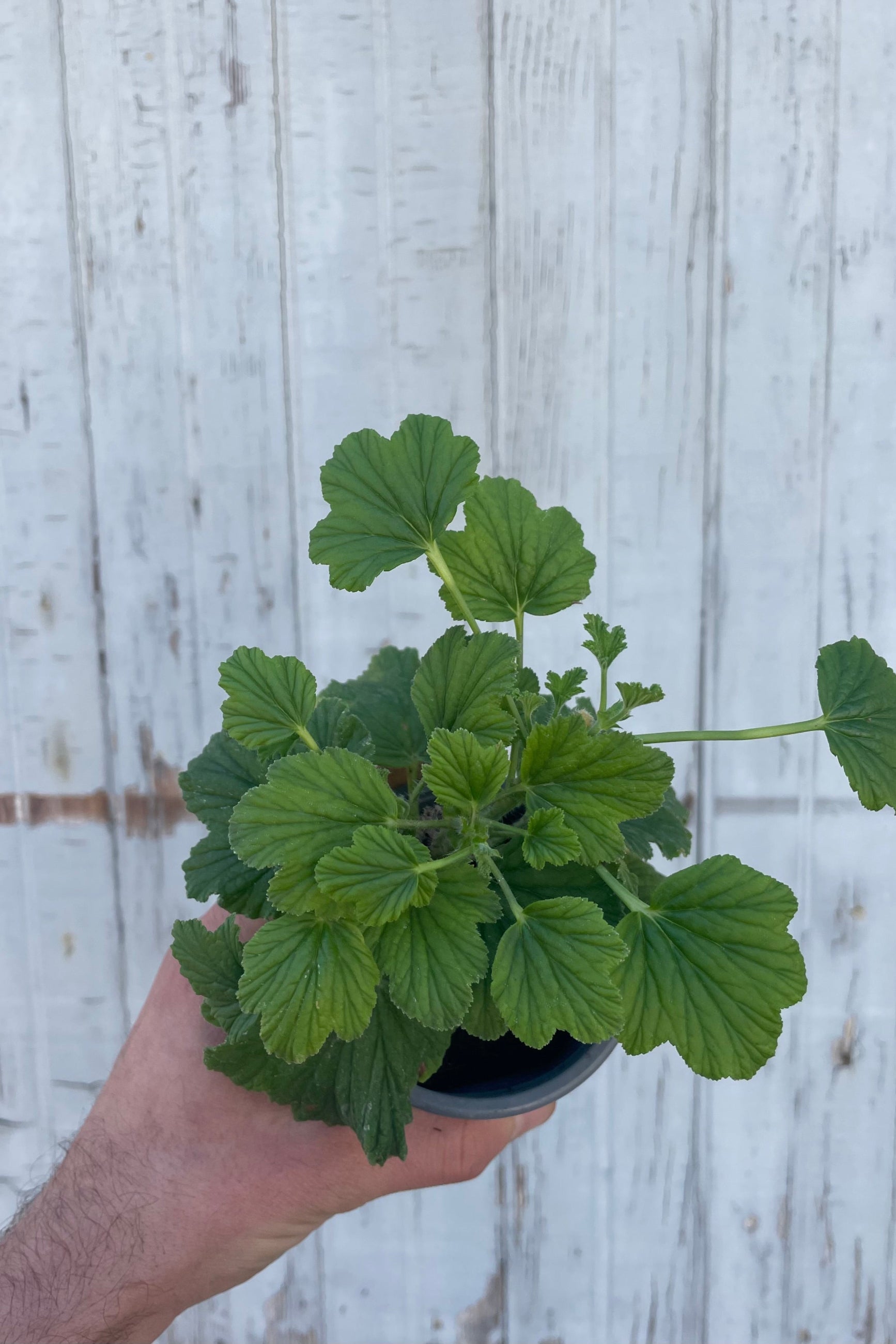 Photo of a hand holding a plant with intricate leaves. The plant is a Pelargonium or "scented geranium" It is in a blue pot and in front of a gray wall. ©Sprout Home
