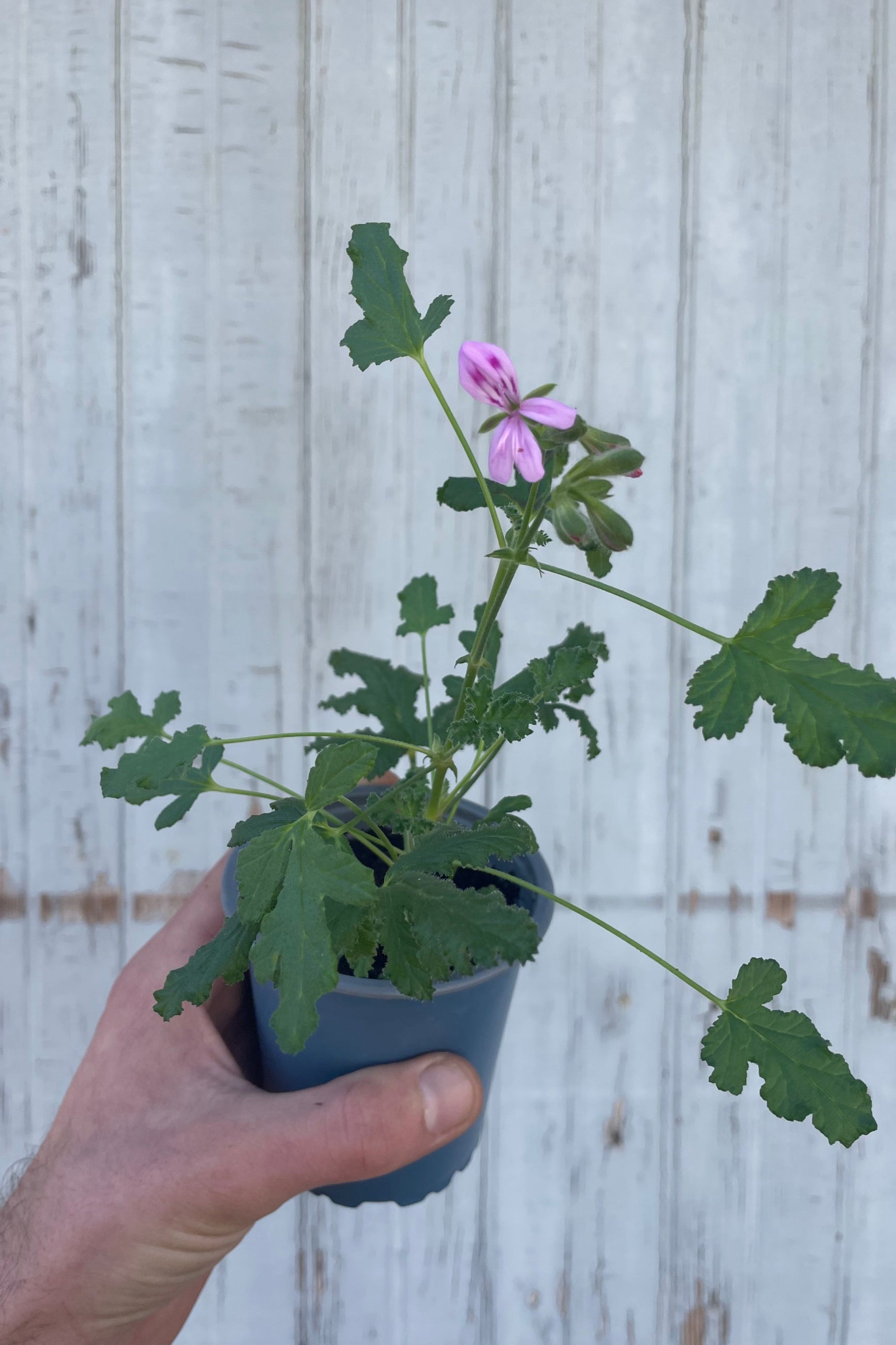 Photo of a hand holding a plant with intricate leaves and a light purple flower. The plant is a Pelargonium or "scented geranium" It is in a blue pot and in front of a gray wall. ©Sprout Home