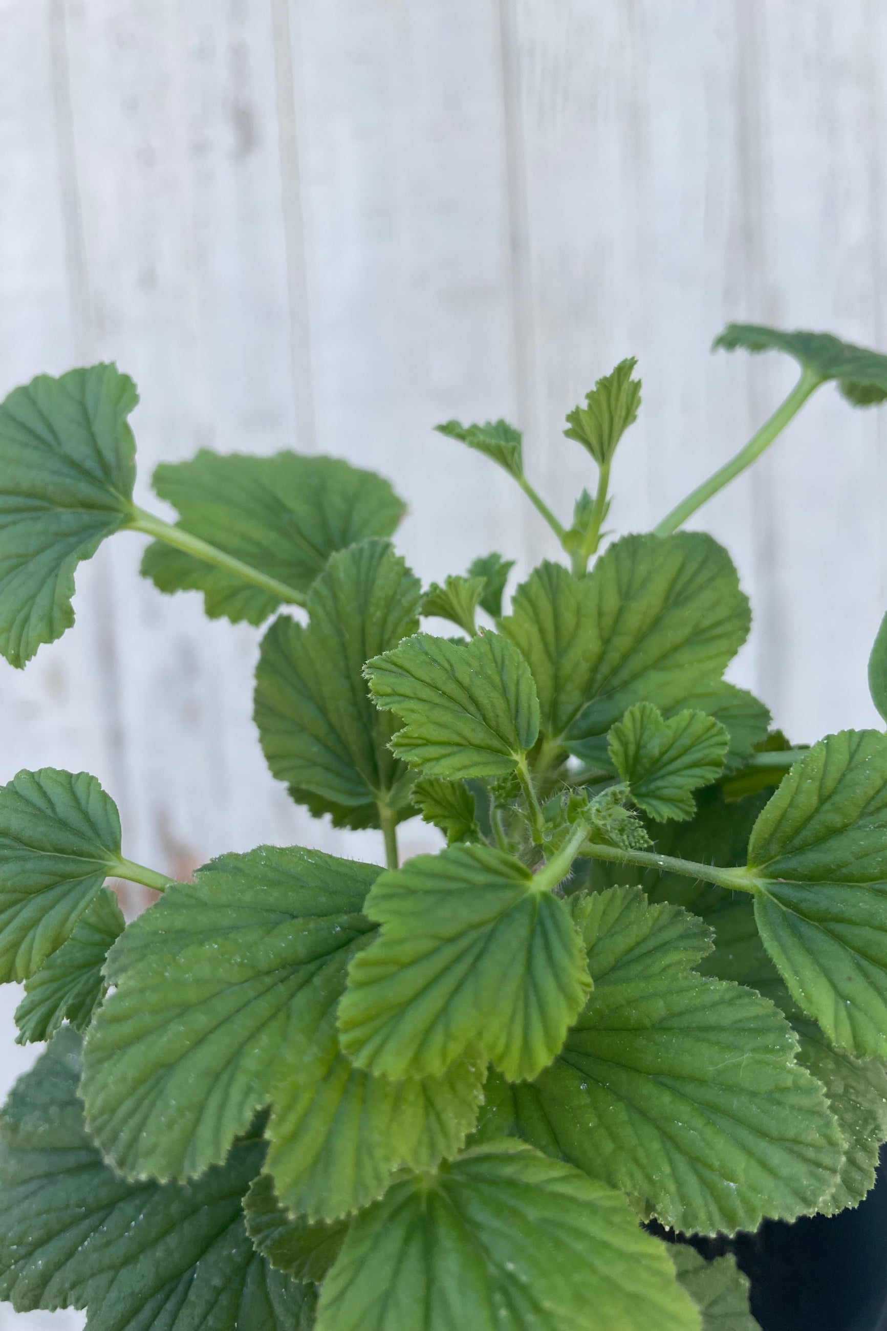 Close photo of a plant with intricate leaves. The plant is a Pelargonium or "scented geranium" Is is in front of a gray wall. ©Sprout Home