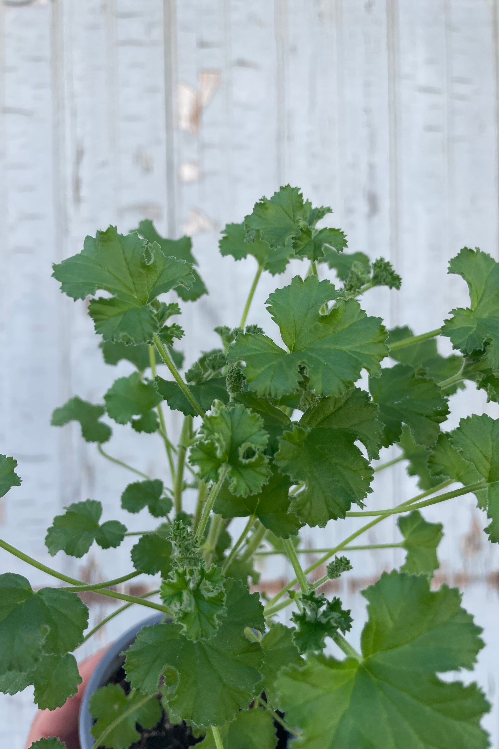 Close photo of a plant with intricate leaves. The plant is a Pelargonium or "scented geranium" Is is in front of a gray wall. ©Sprout Home