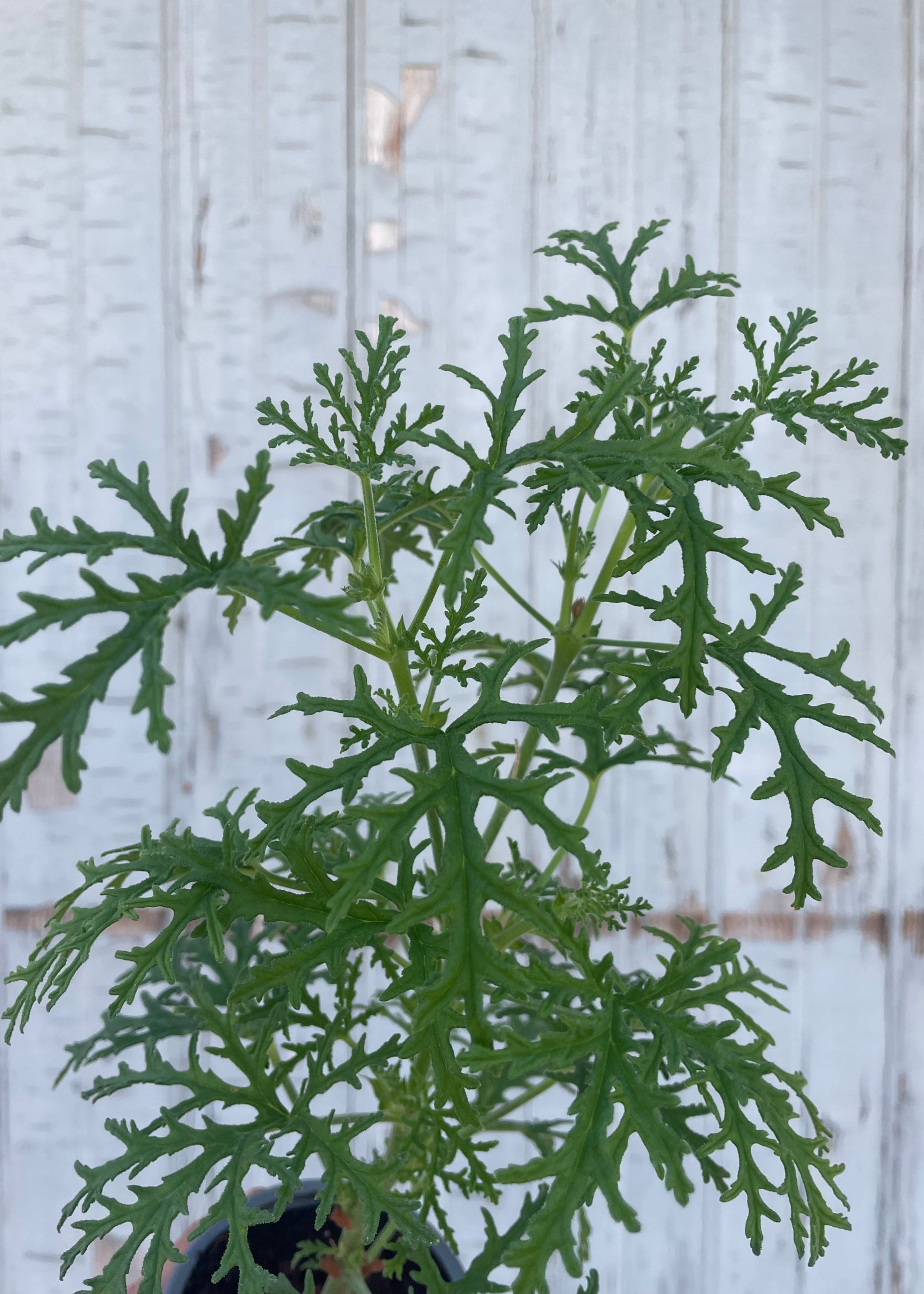 Close photo of a plant with intricate leaves. The plant is a Pelargonium or "scented geranium" Is is in front of a gray wall. ©Sprout Home