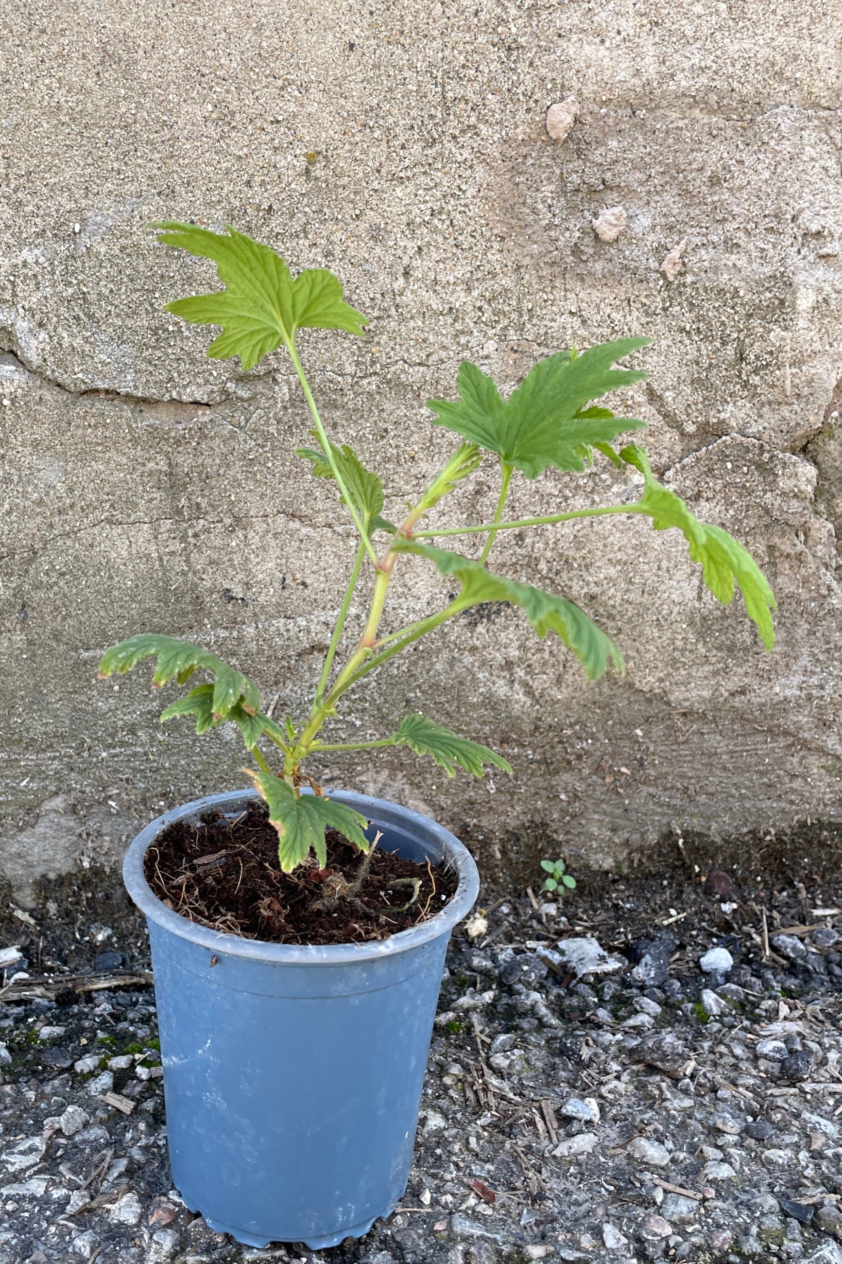 Pelargonium 'Mabel Grey' in a 3.5" growers pot at Sprout-home. 