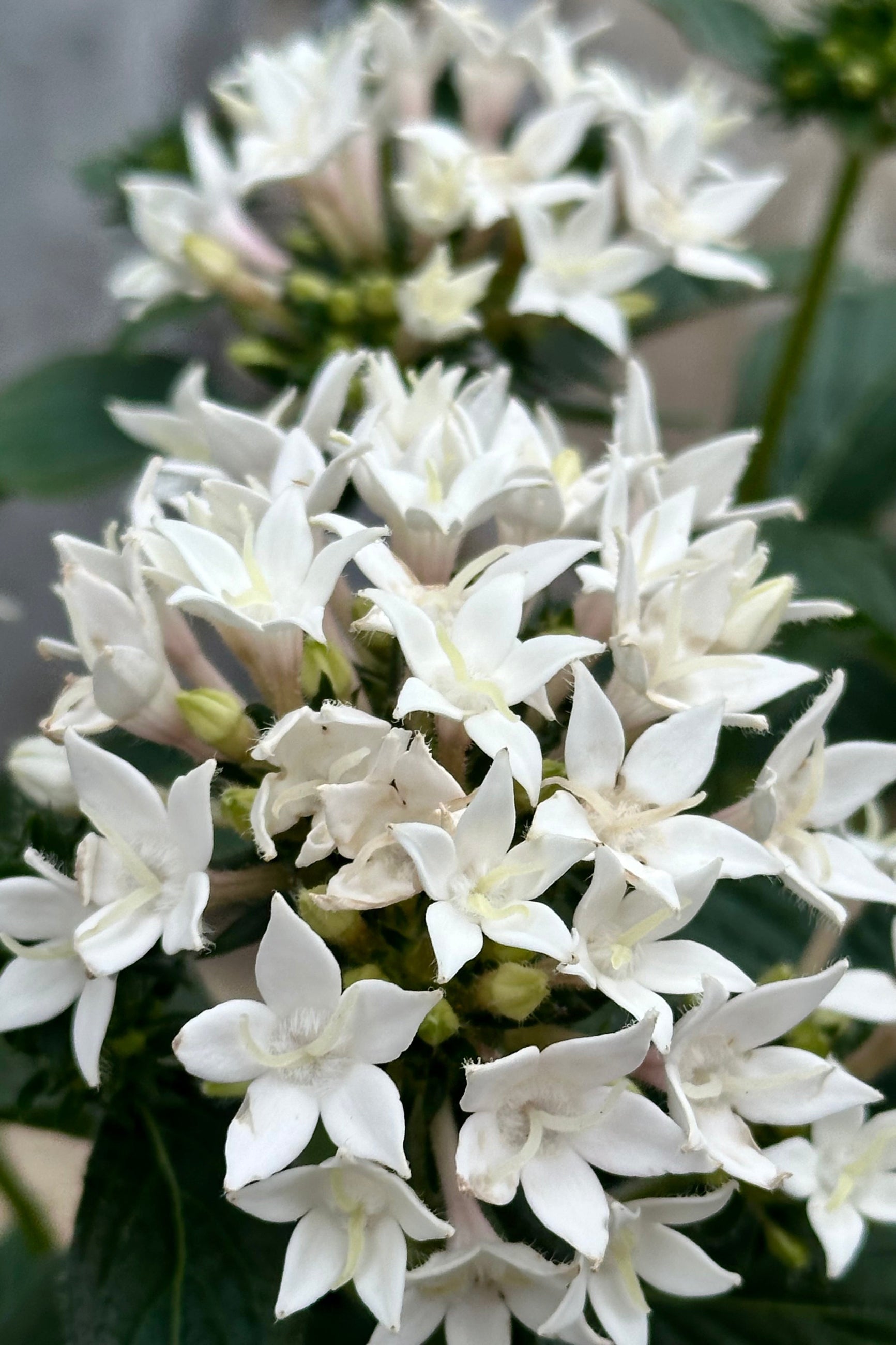 White blooming clusters of Pentas Flowers at Sprout-home. ©Sprout Home