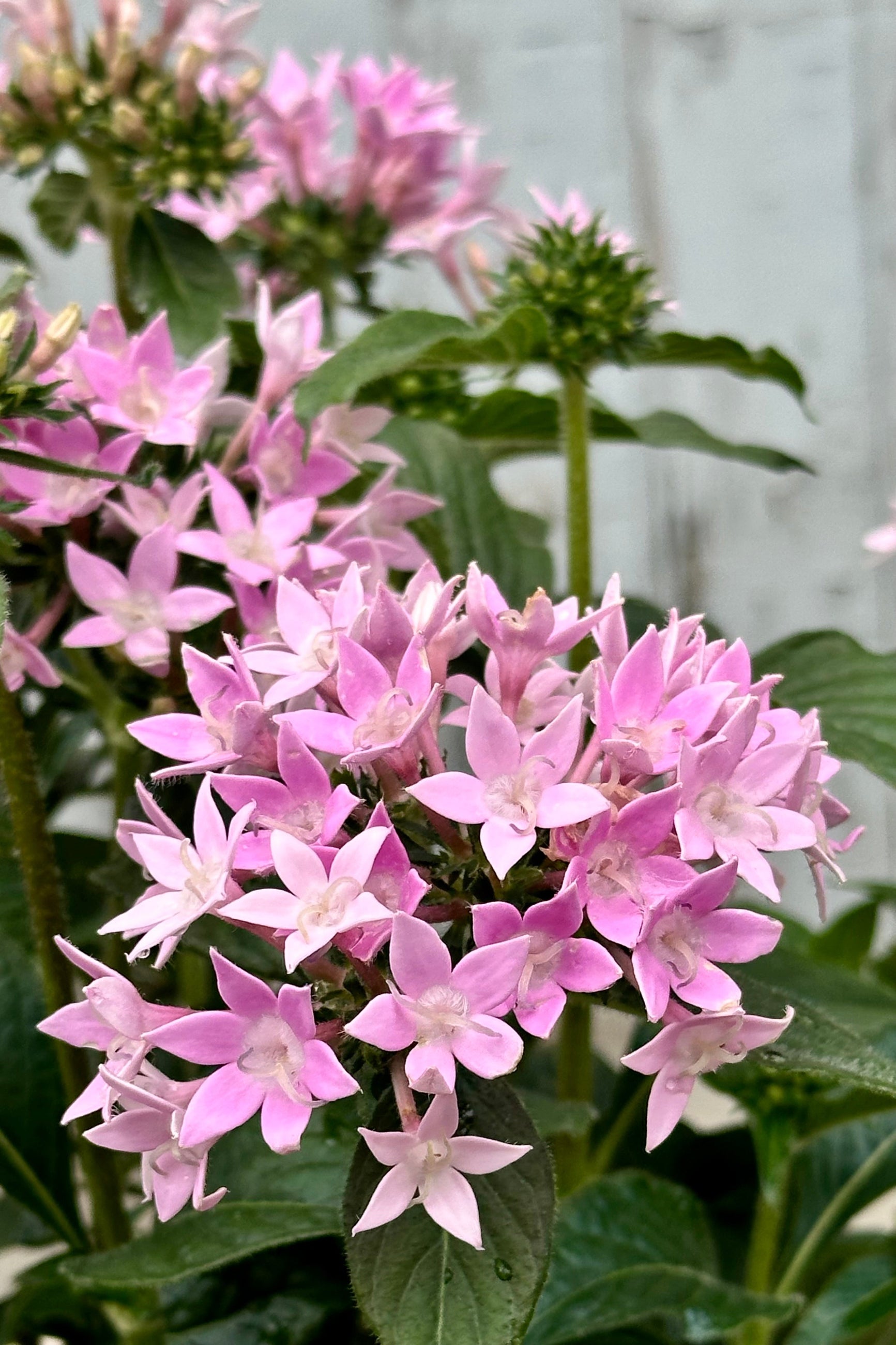 A purple Pentas Flowering up close at Sprout-home. ©Sprout Home