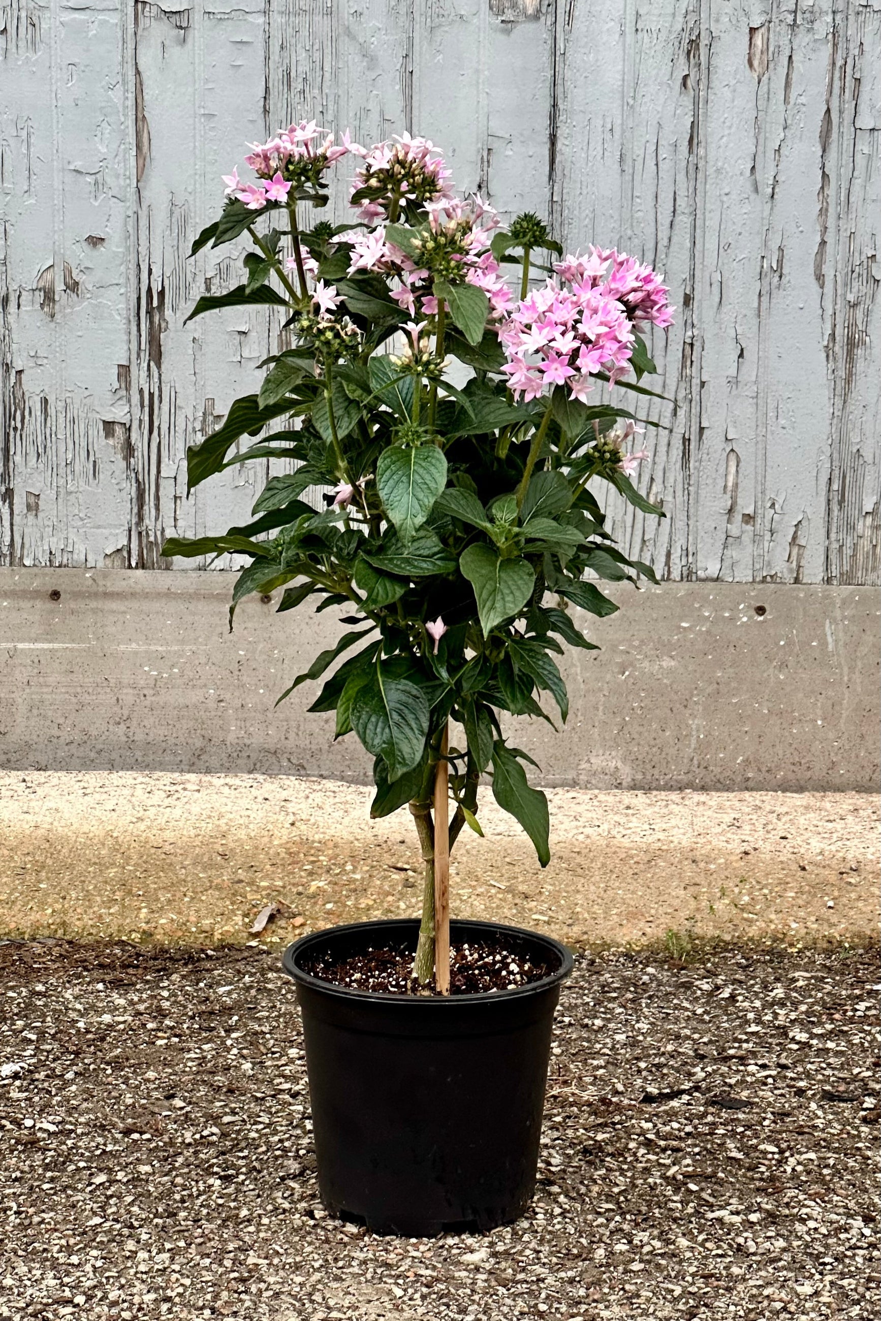 Purple flowering tree form Pentas flowering growing in a 6"growers pot  ©Sprout Home