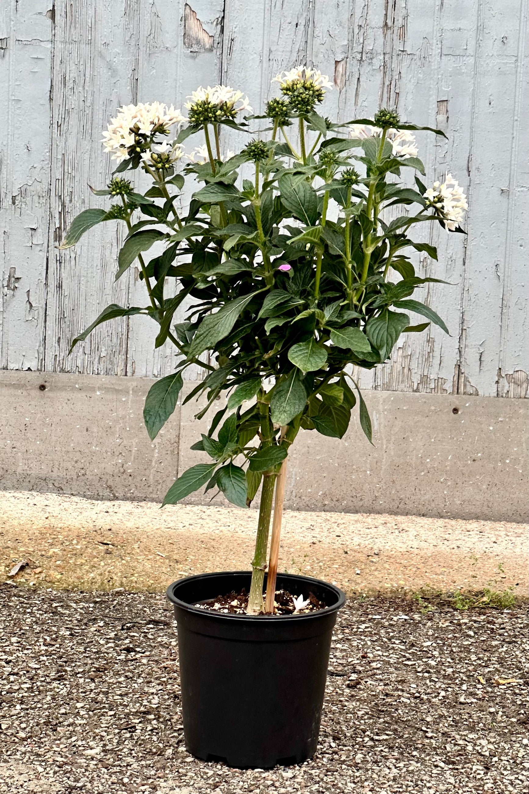 A freeform white flowering Pentas plant in bloom growing in a 6" growers pot at Sprout-home. ©Sprout Home