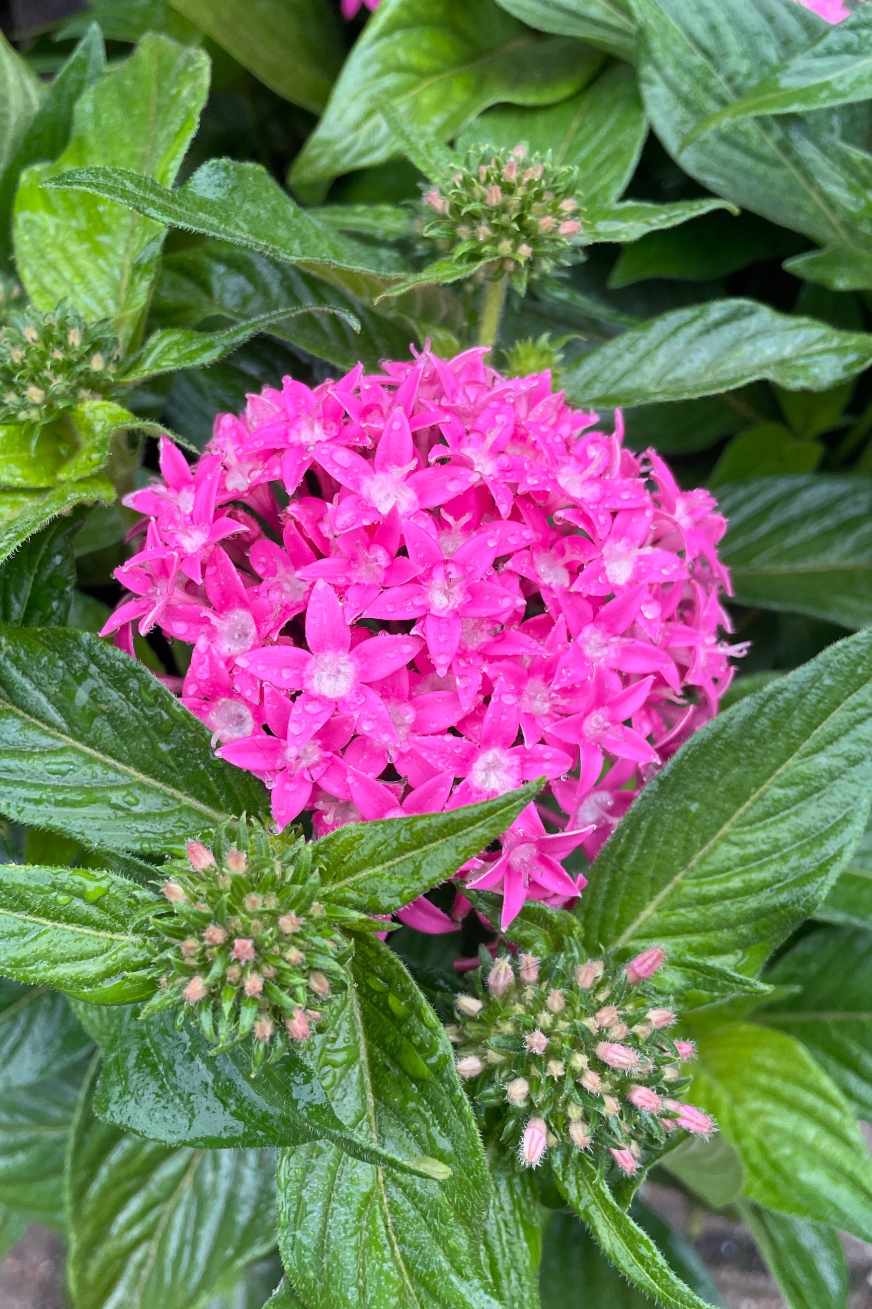 A brighter pink flowering Pentas detail mid May at Sprout-home.  ©Sprout Home