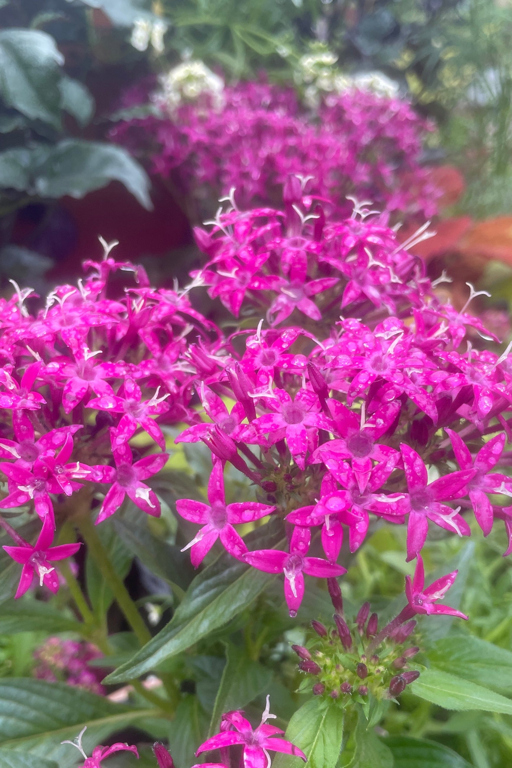 A fuchsia colored blooming Pentas Annual at Sprout-home in May.  ©Sprout Home