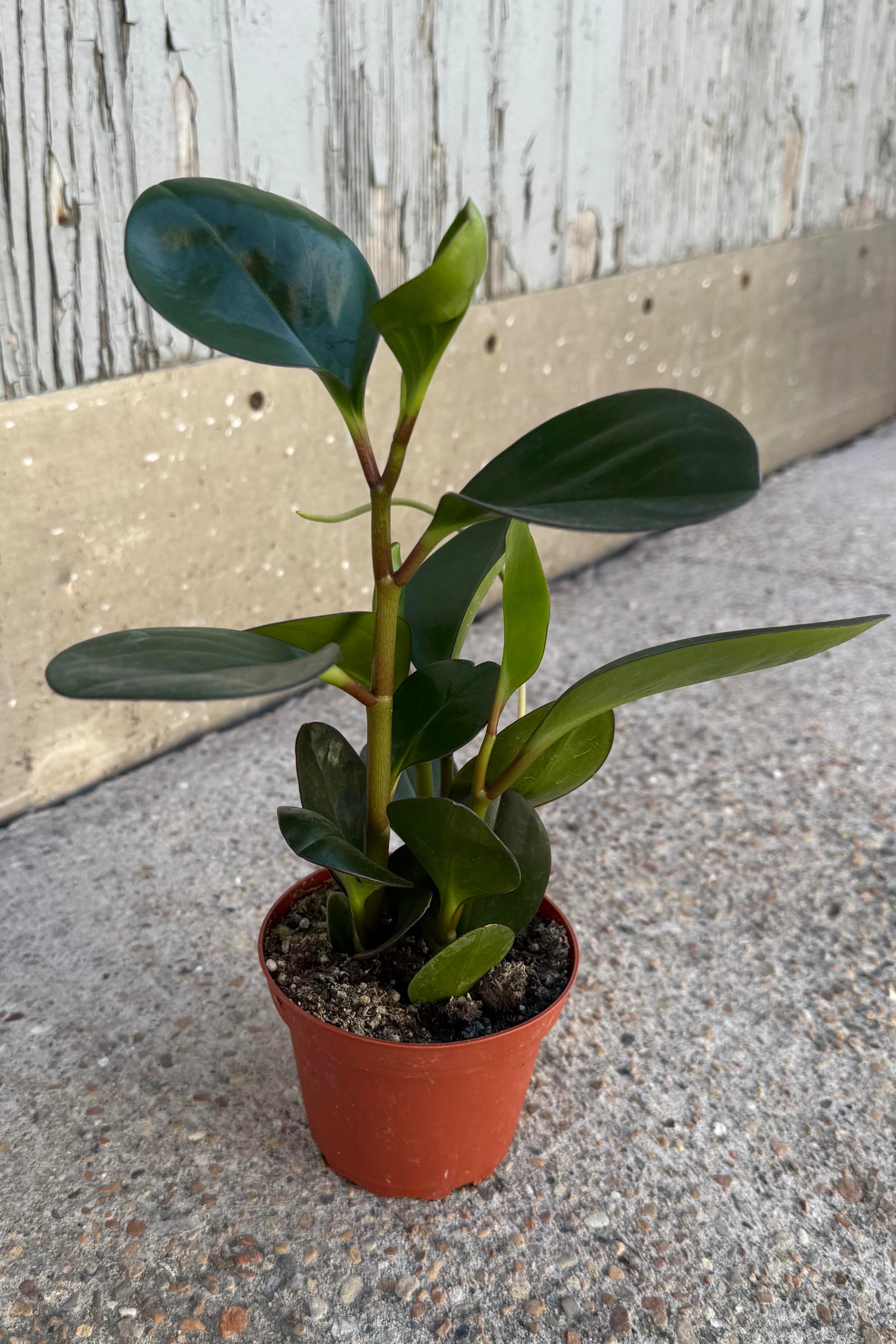 Photo of a peperomia clusifolia at Sprout-home in an orange pot shown on a concrete surface in front of a gray wall.