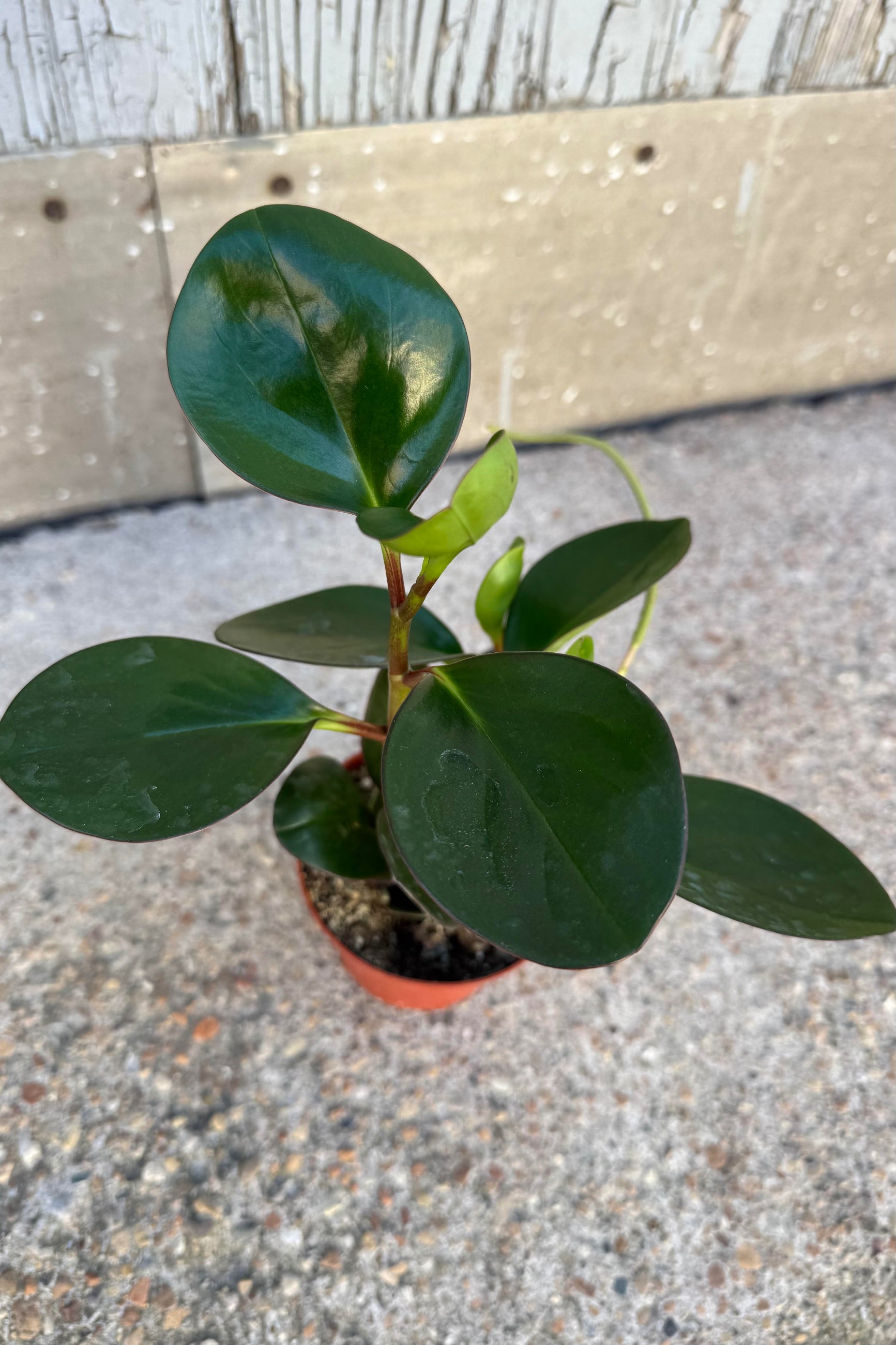 Peperomia clusiifolia 4"