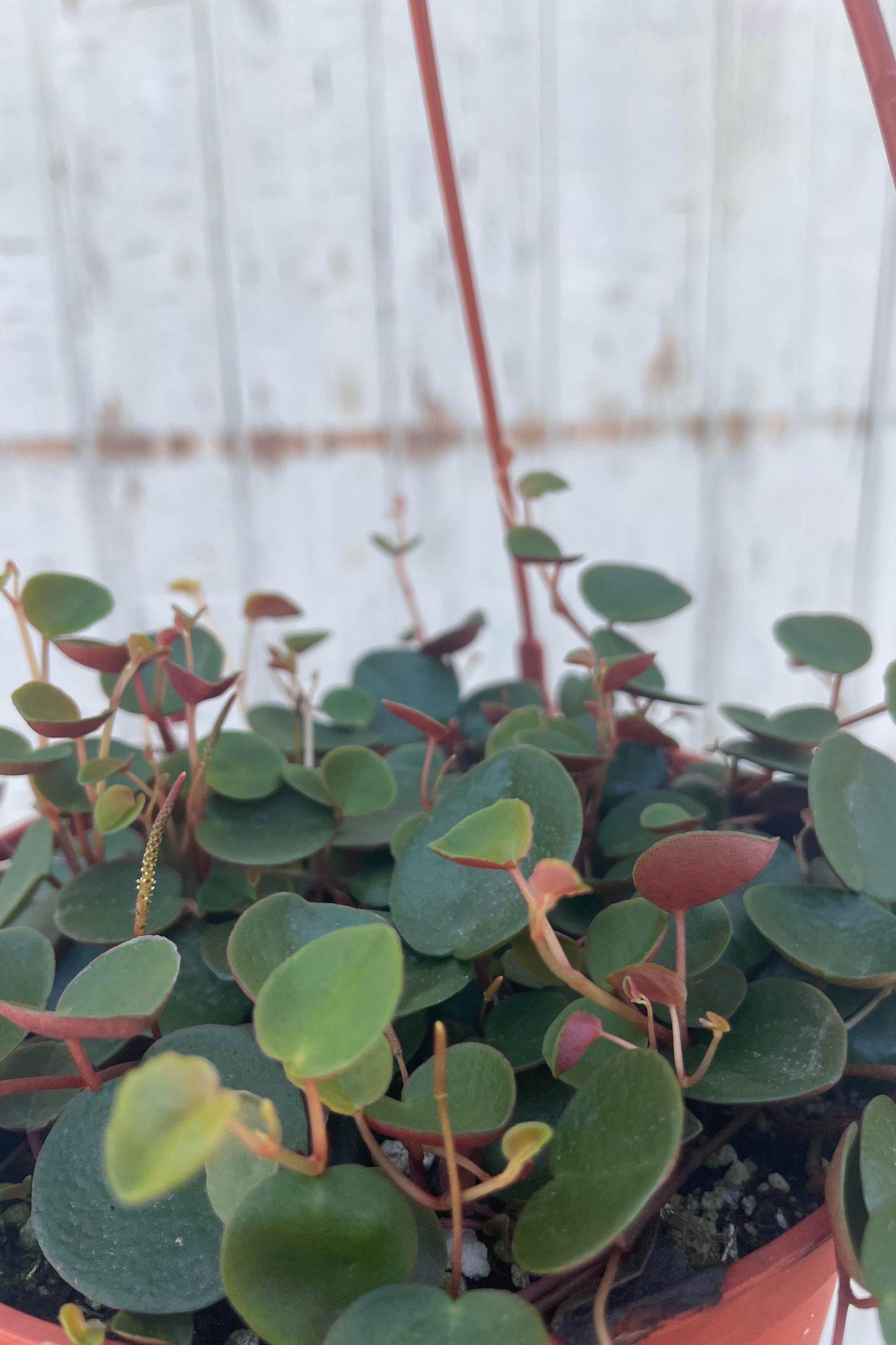 Close up photo of the small, dark green leaves of a vining houseplant. The backside of the leaves is red. Peperomia 'Ruby Cascade' in front of a gray wall. ©Sprout Home