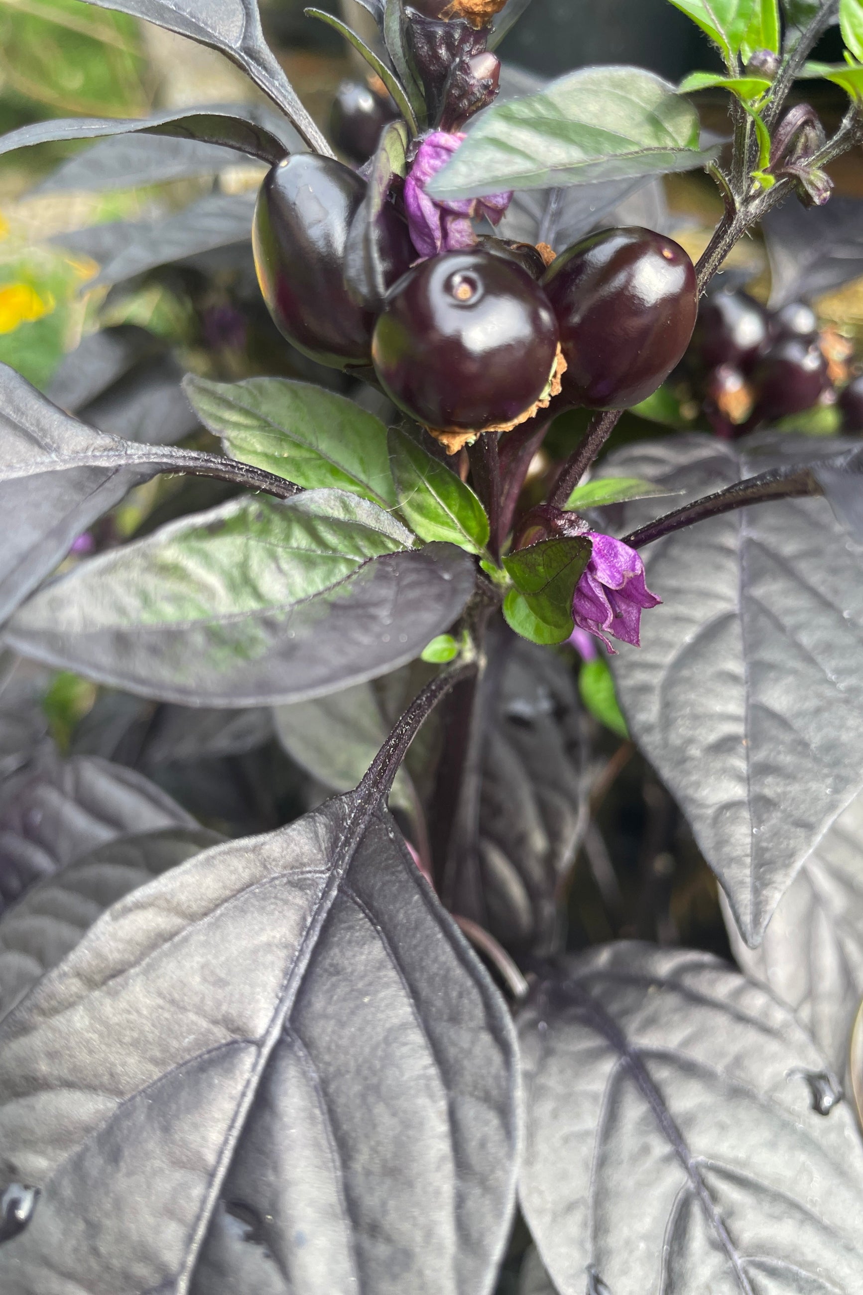 'Black Pearl' ornamental pepper plant up close with its dark almost black leaves and fruit.  ©Sprout Home