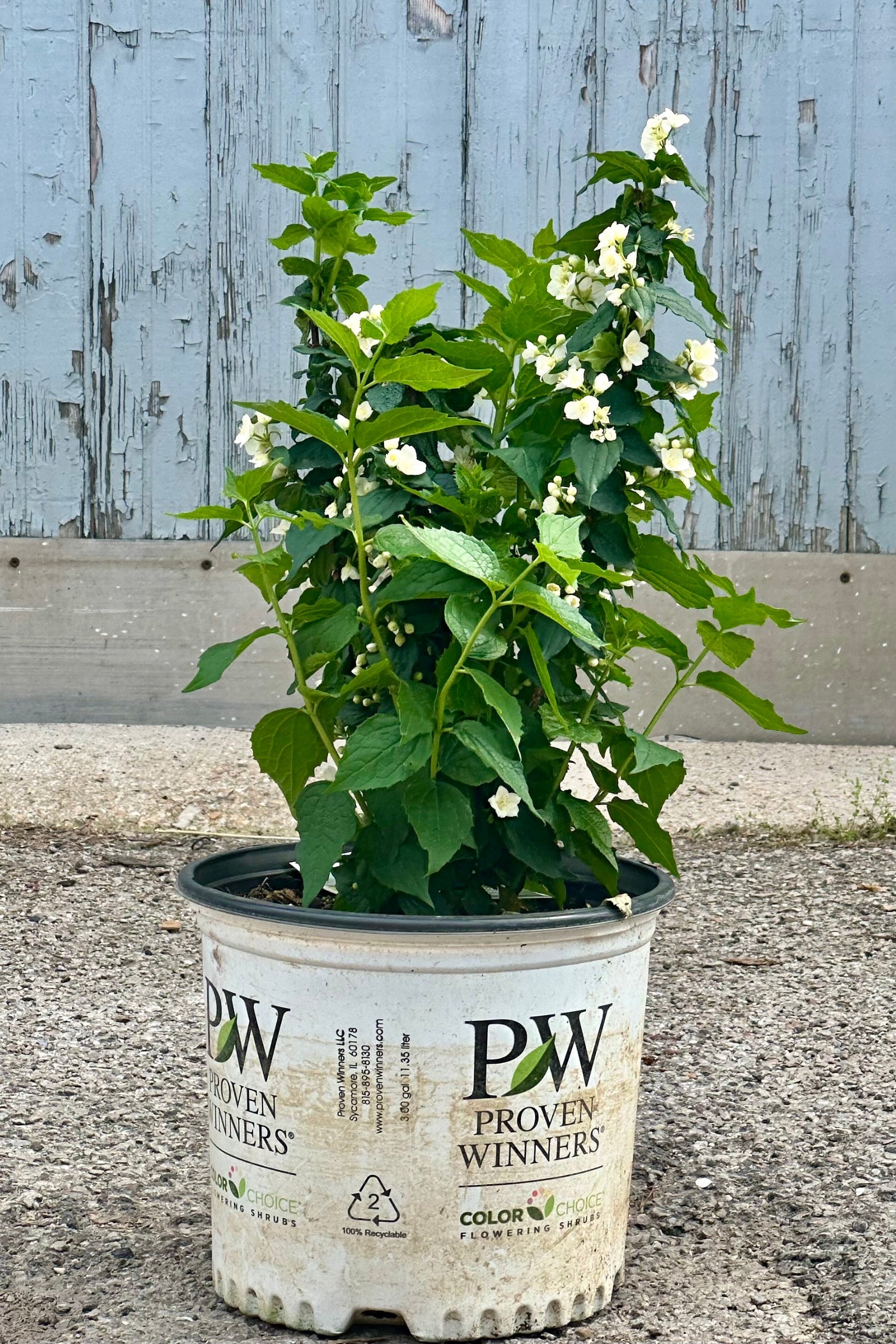 Philadelphus 'Illuminati Tower' shrub in bloom with white flowers mid May in a #3 growers pot at Sprout-home.  ©Sprout Home