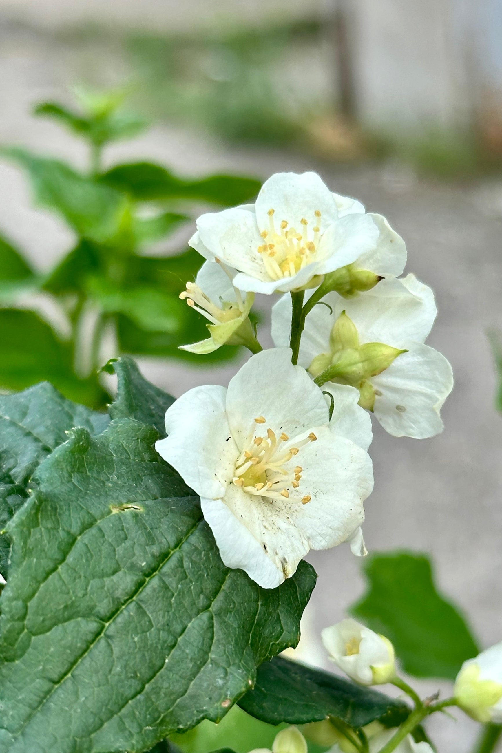 The white flowers mid may up close of the Philadelphus 'Illuminati Tower' shrub at Sprout-home.  ©Sprout Home