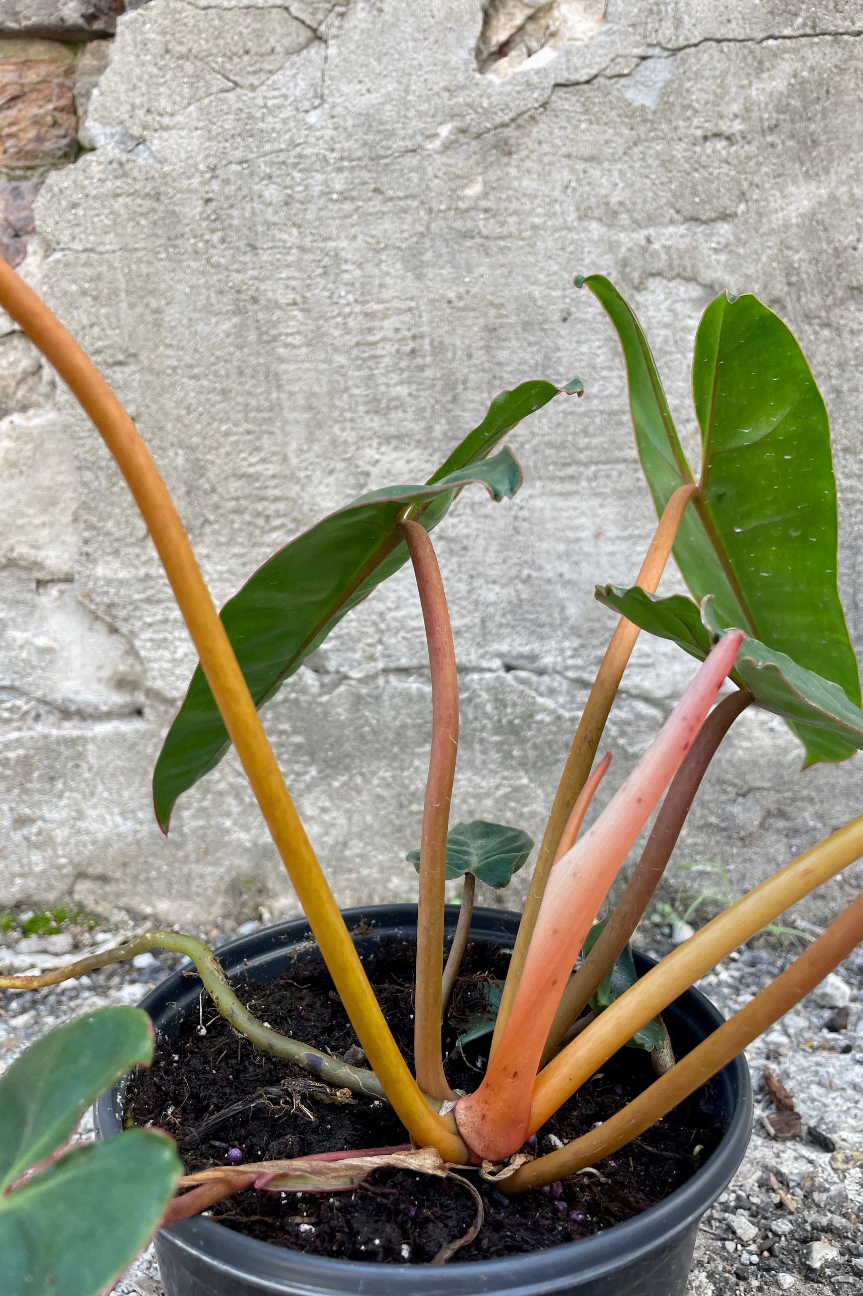 Close photo showing orange stems and petioles of Philodendron billietiae houseplant against a cement wall.
