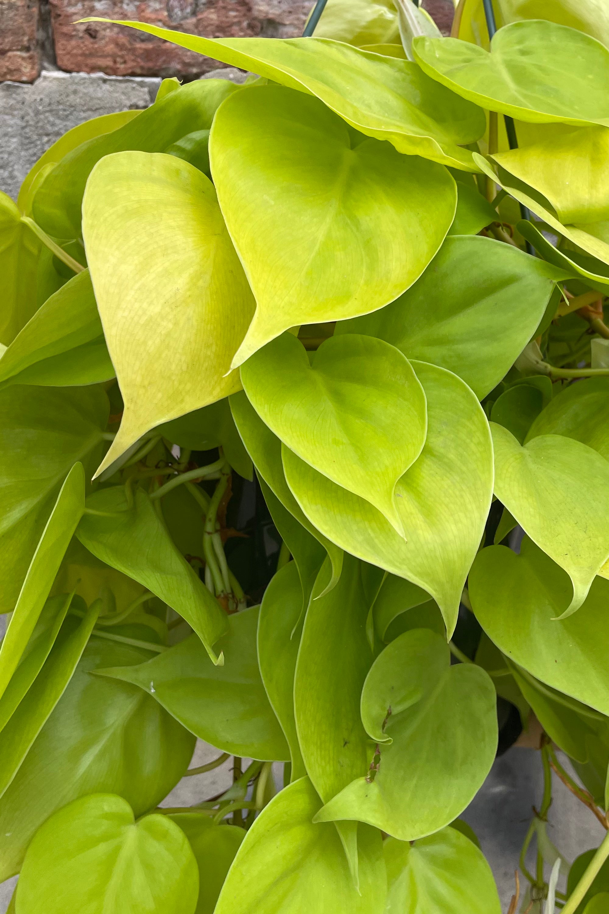 A detailed view of Philodendron cordatum 'Aureum' 8" premium against concrete backdrop