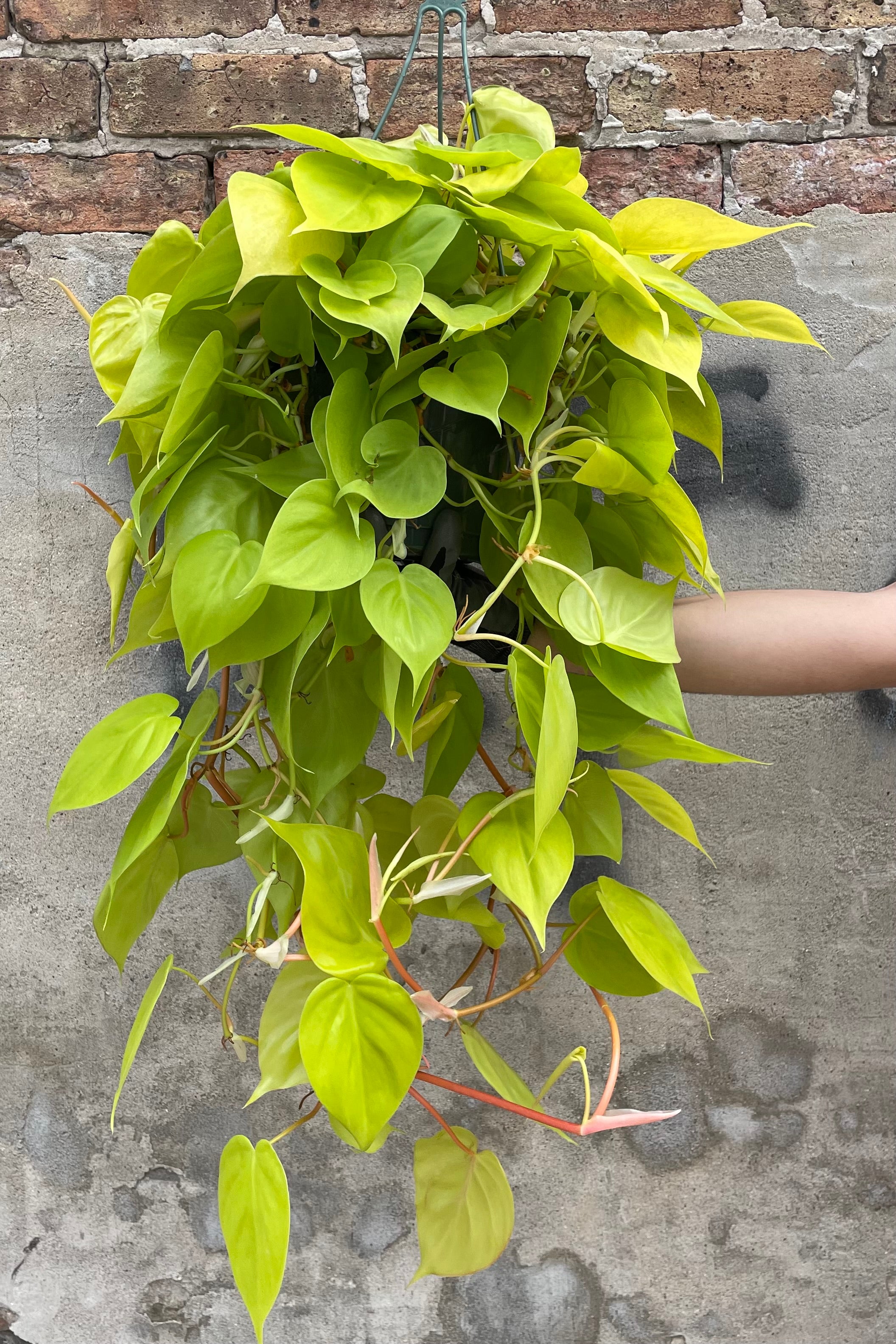 A hand holds the hanging Philodendron cordatum 'Aureum' 8" premium against concrete backdrop