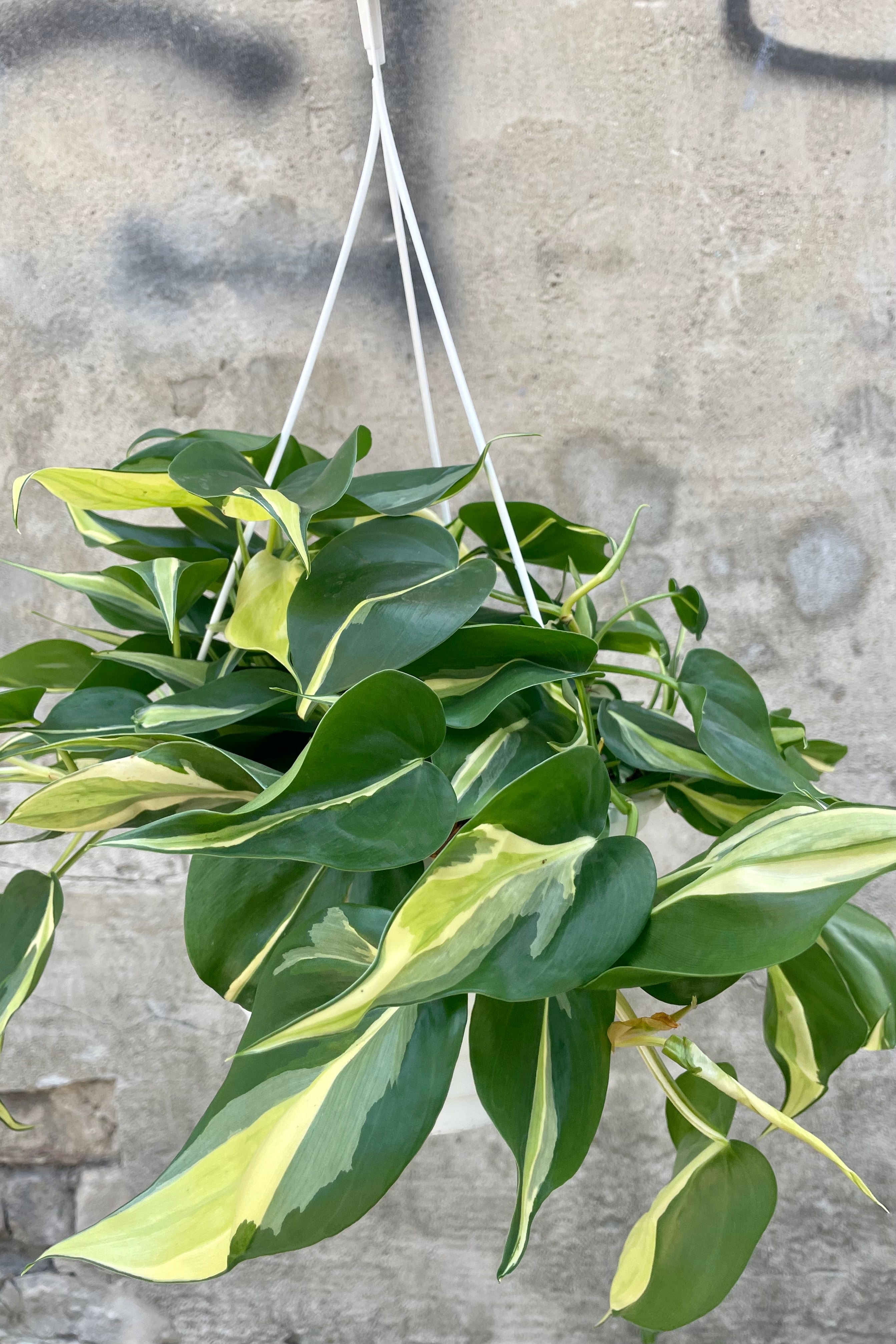 Photo of Philodendron cordatum 'Rio' in a nursery pot against a concrete wall showing specific leaf variegation.