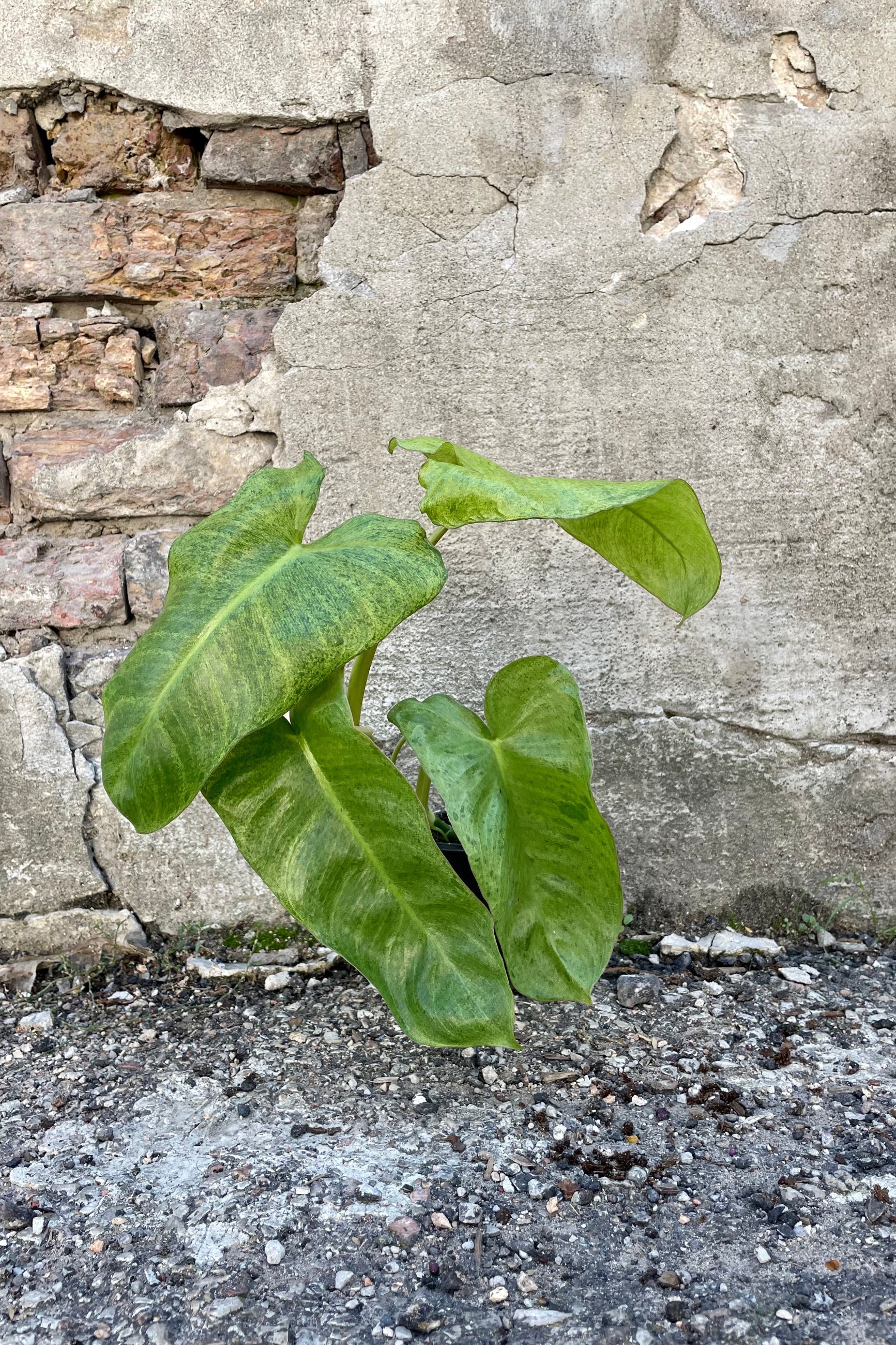Photo of the vining Philodendron 'Paraiso Verde' against a cement wall.