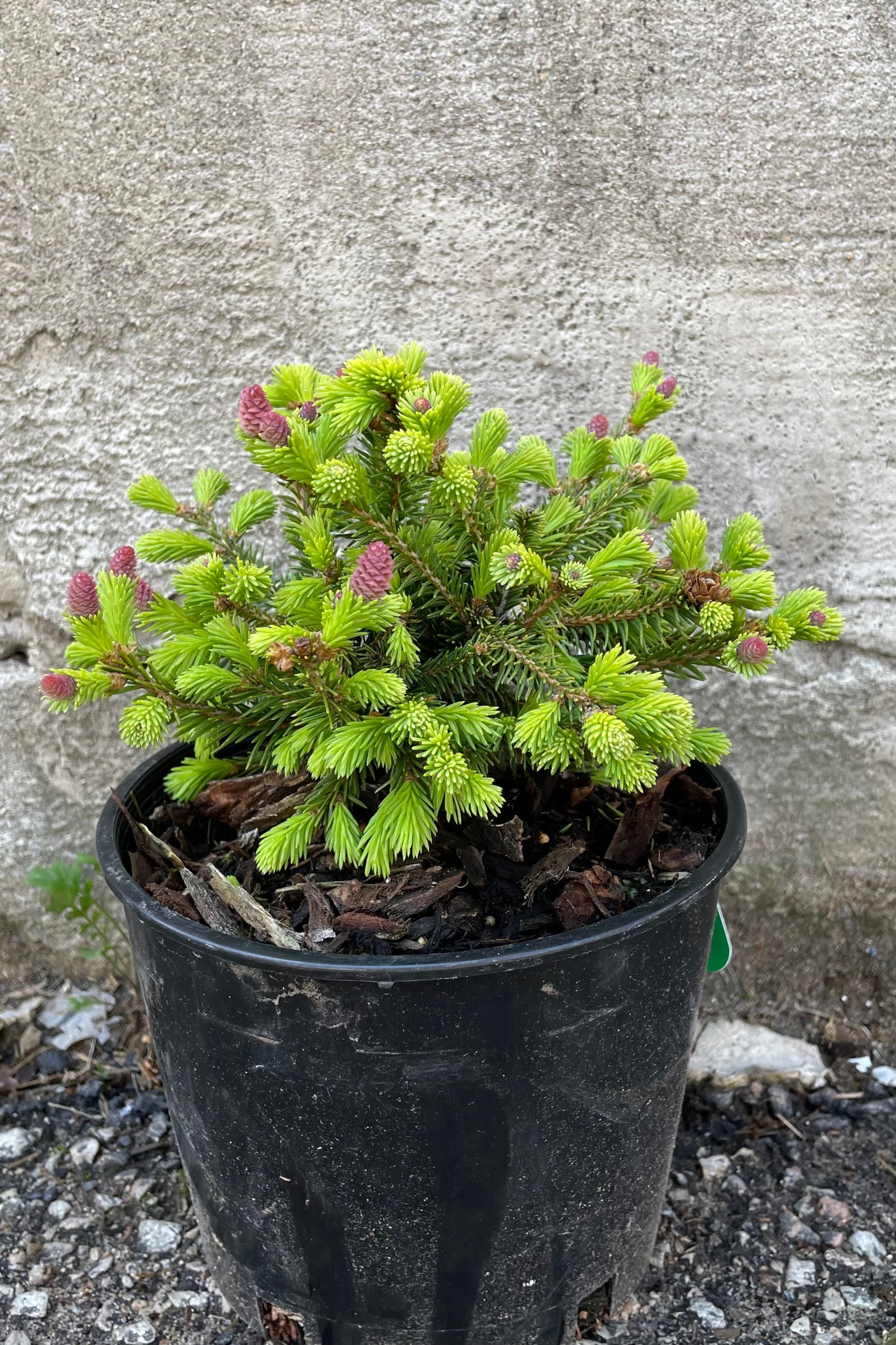 Picea abies 'Pusch' the beginning of May showing the purple cones on fresh green foliage against a concrete wall.  ©Sprout Home