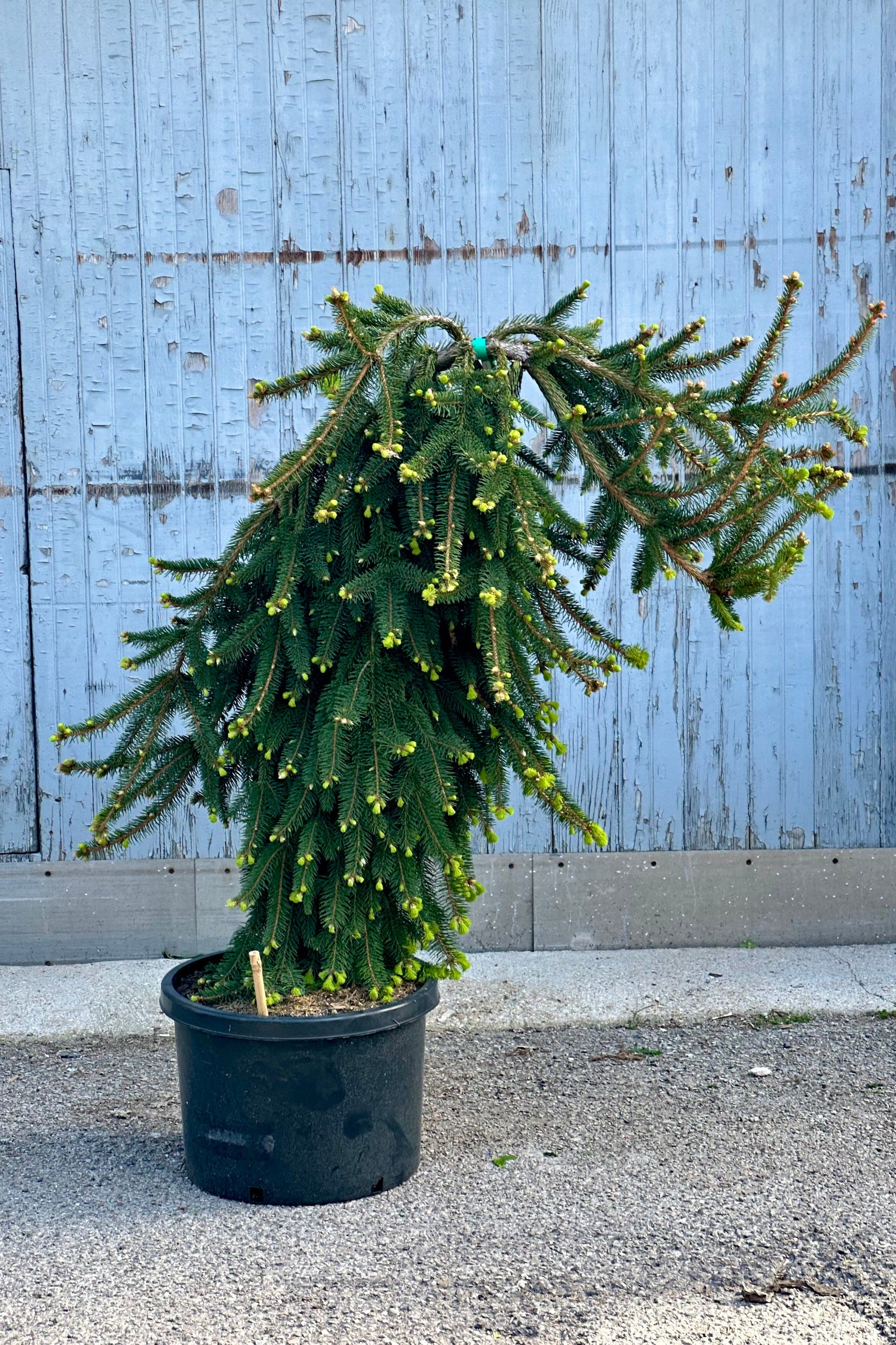 Weeping Picea 'Pendula' in a #10 growers pot at the end of April against a wood wall.  ©Sprout Home