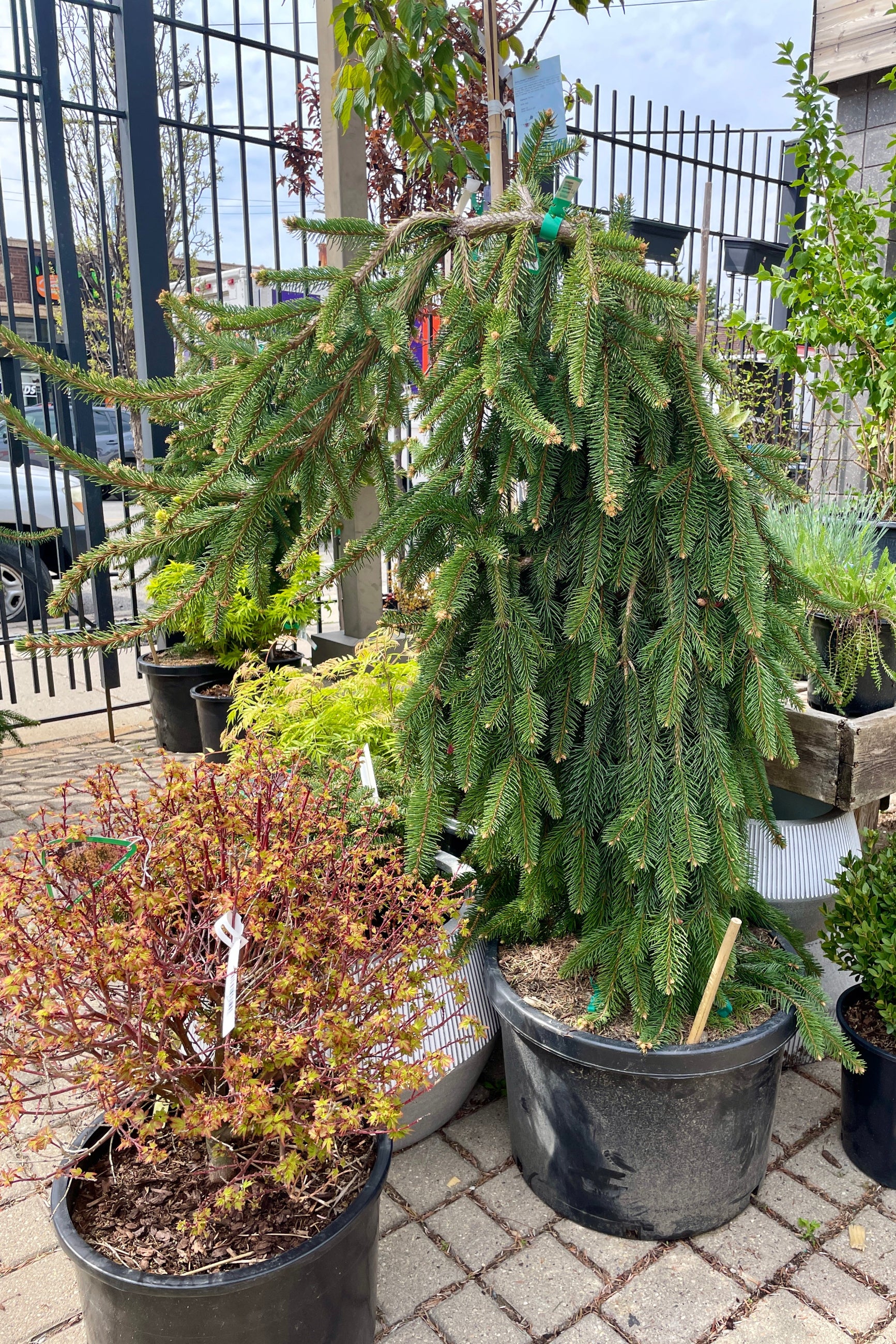 A weeping Picea abies 'Pendula' in a #10 growers pot the end of April in the Sprout-home yard. ©Sprout Home