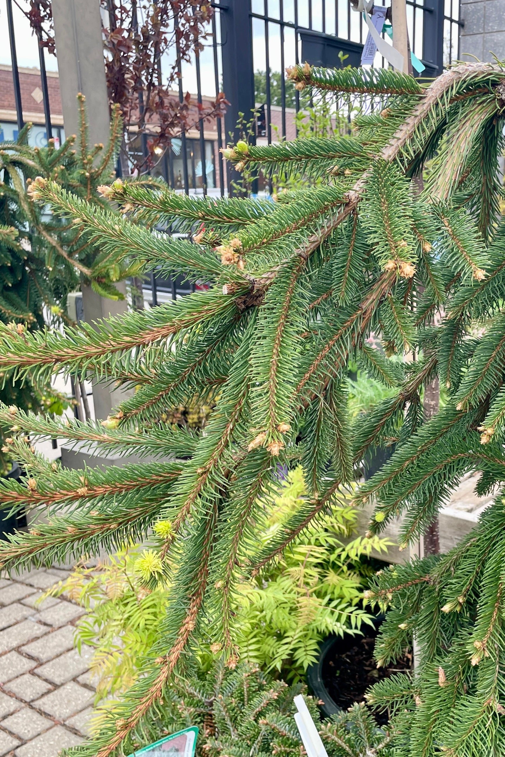 A close up of the end whip of a Picea 'Pendula' the end of April.  ©Sprout Home