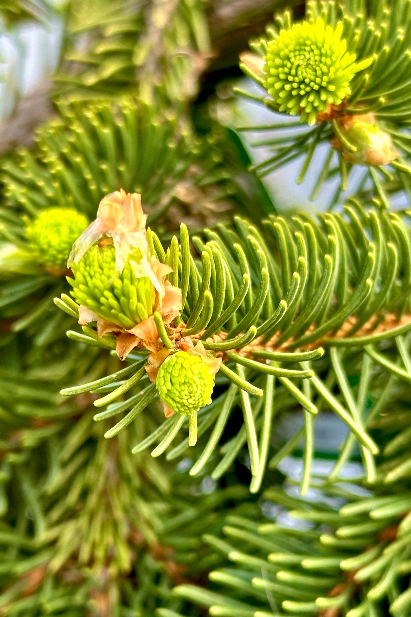 Detail of the new fresh candles on the Picea 'Pendula' the end of April at Sprout-home ©Sprout Home