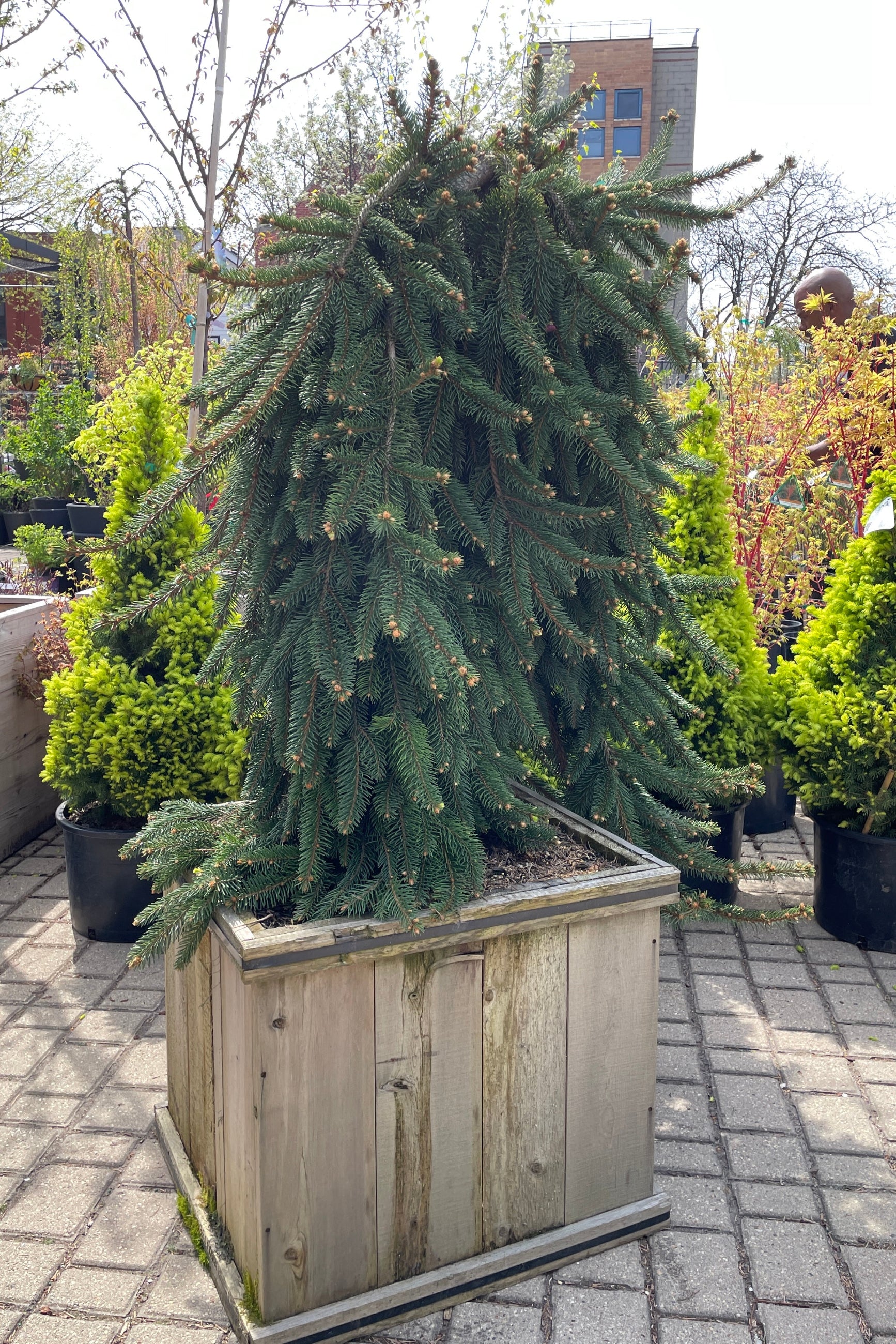 Picea  abies 'Pendula' weeping in a #20 cedar box the middle of April in the Sprout-home yard.  ©Sprout Home