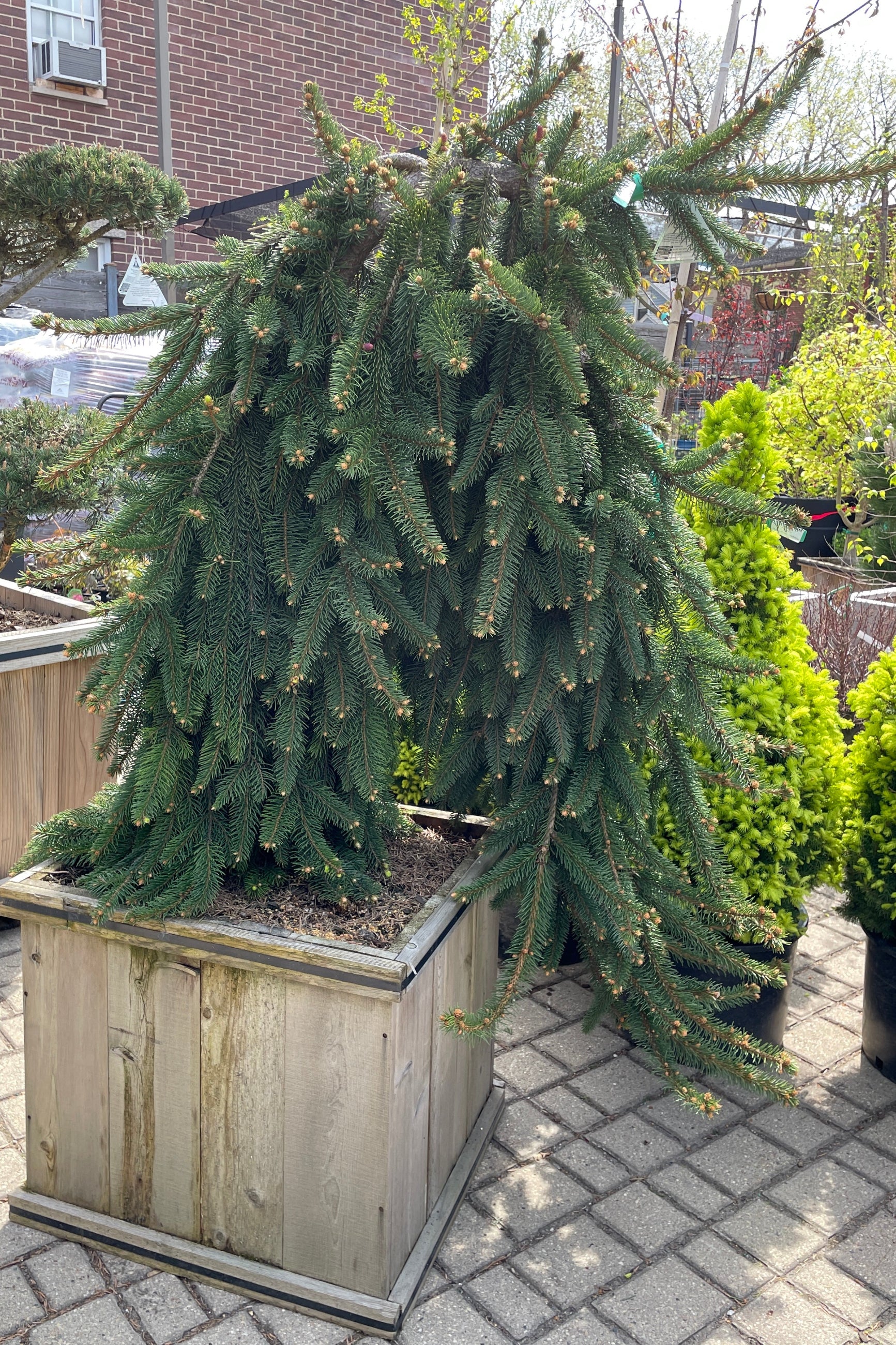 Picea abies 'Pendula' in a #20 cedar box the middle of April showing the weeping arm.  ©Sprout Home