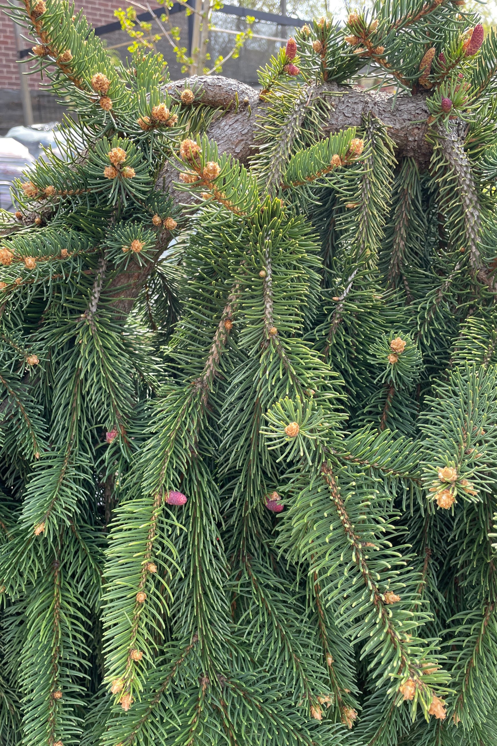 A detail image of the evergreen needles and branches on the Picea abies 'Pendula' the middle of April.  ©Sprout Home