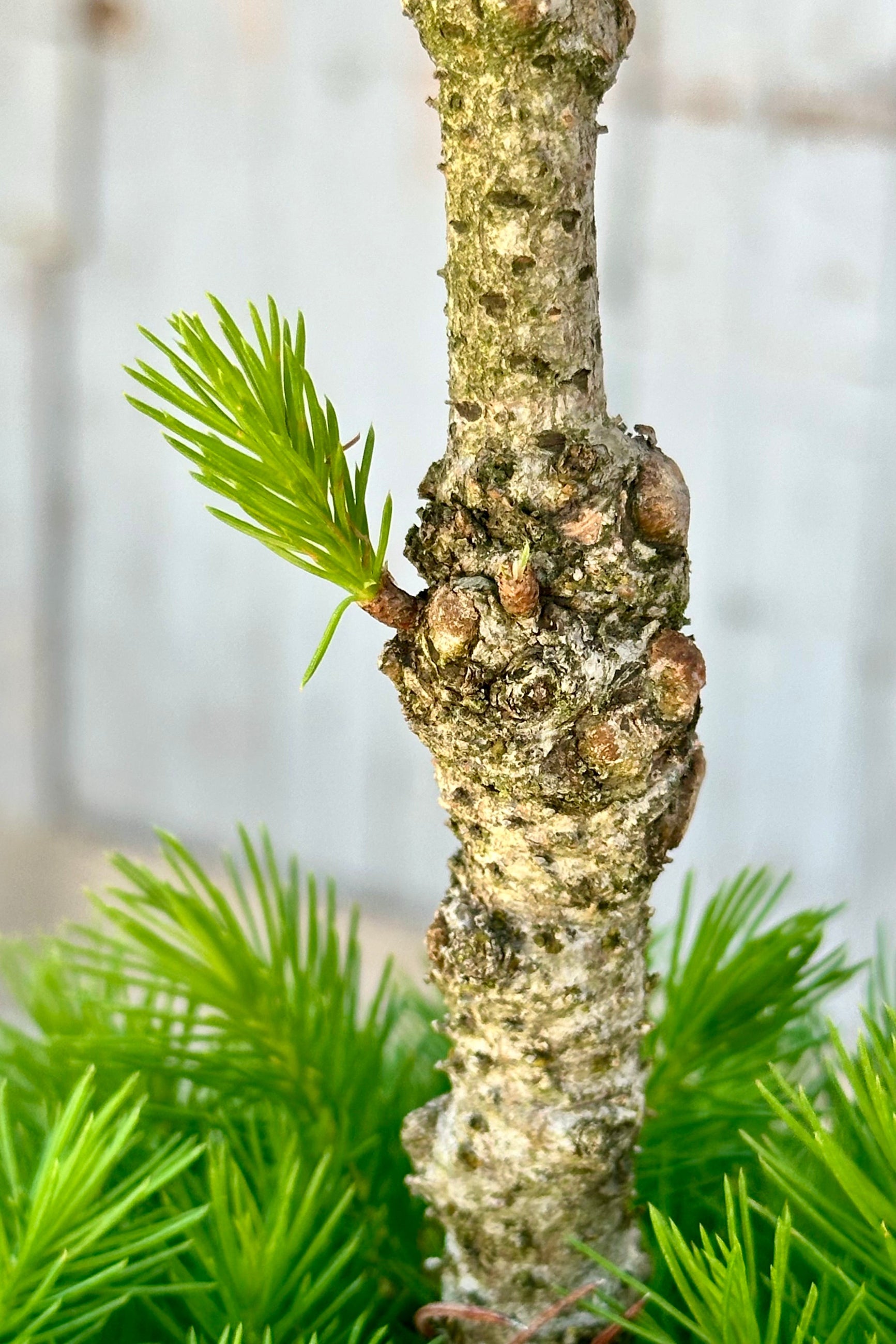 A knot in the limb of the PIcea 'Conica' Poodle.  ©Sprout Home