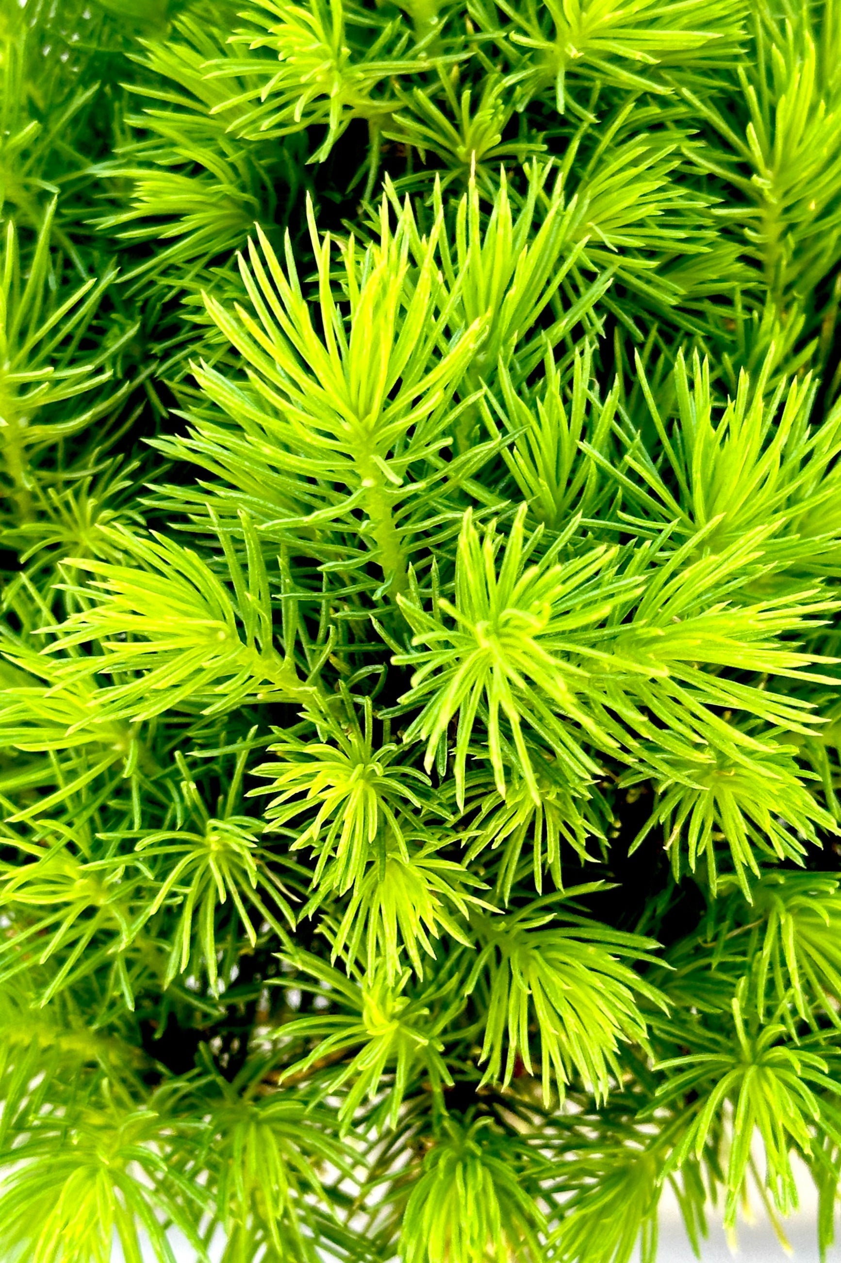 Picea 'Conica' up close showing the spring needles.   ©Sprout Home