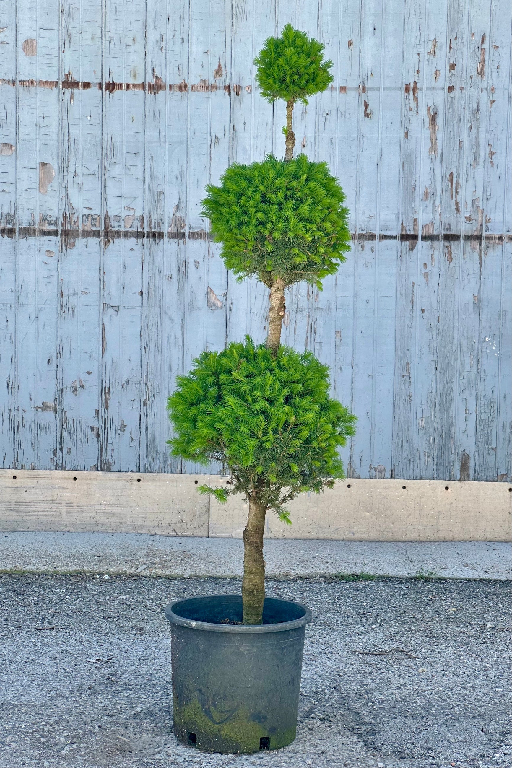Picea 'Conica' formed in to a three ball poodle form with the smallest ball on top the end of April.   ©Sprout Home