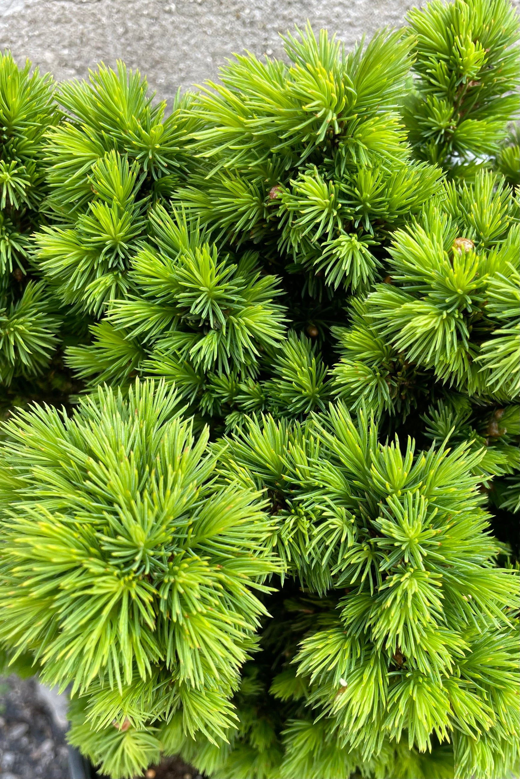 A detail picture of the fresh new growth in the beginning of May on a Picea 'Humpty Dumpty' at Sprout-home.  ©Sprout Home