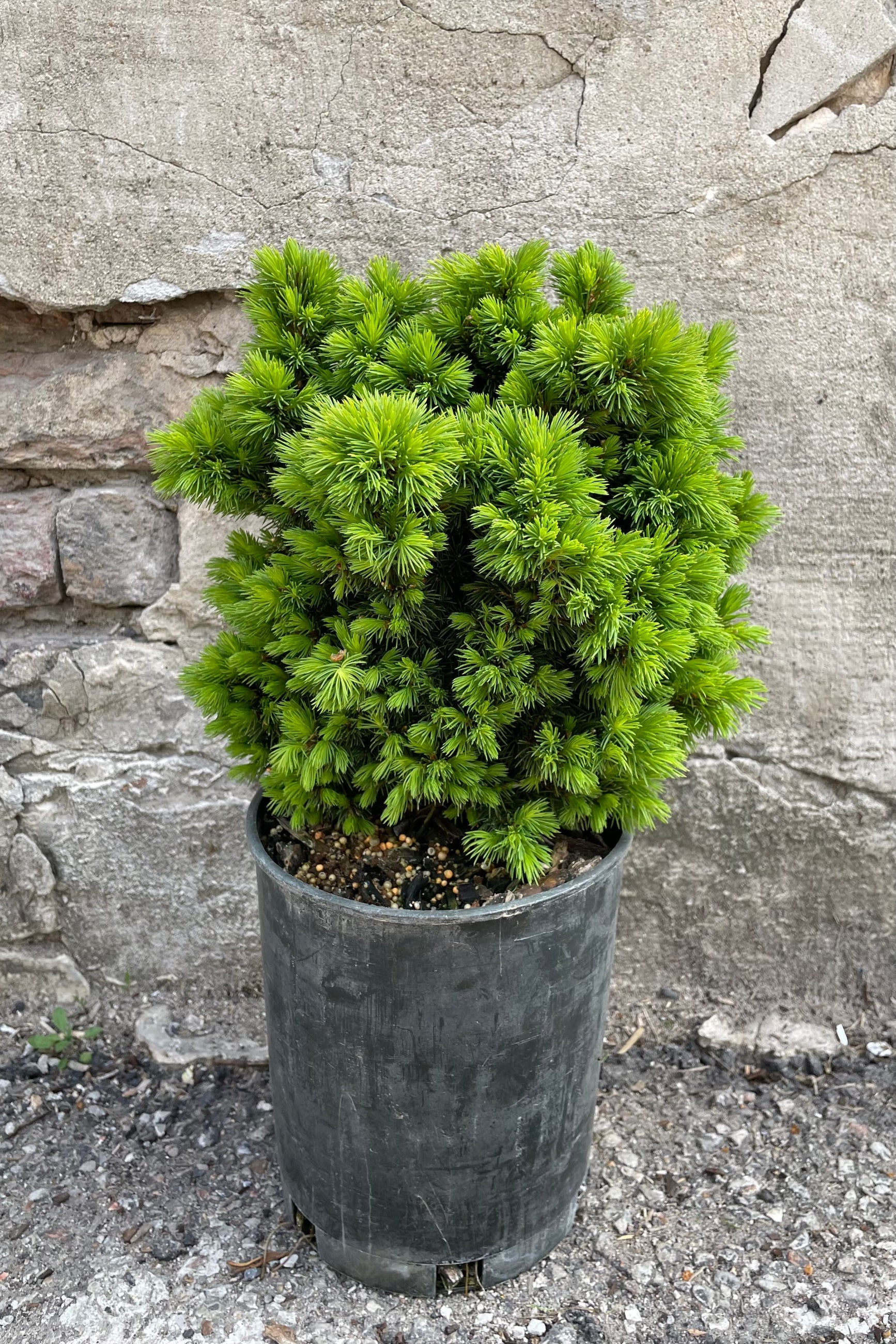 Picea 'Humpty Dumpty' in a #1 pot the beginning of May with its fresh bright new growth sitting against a concrete wall.  ©Sprout Home