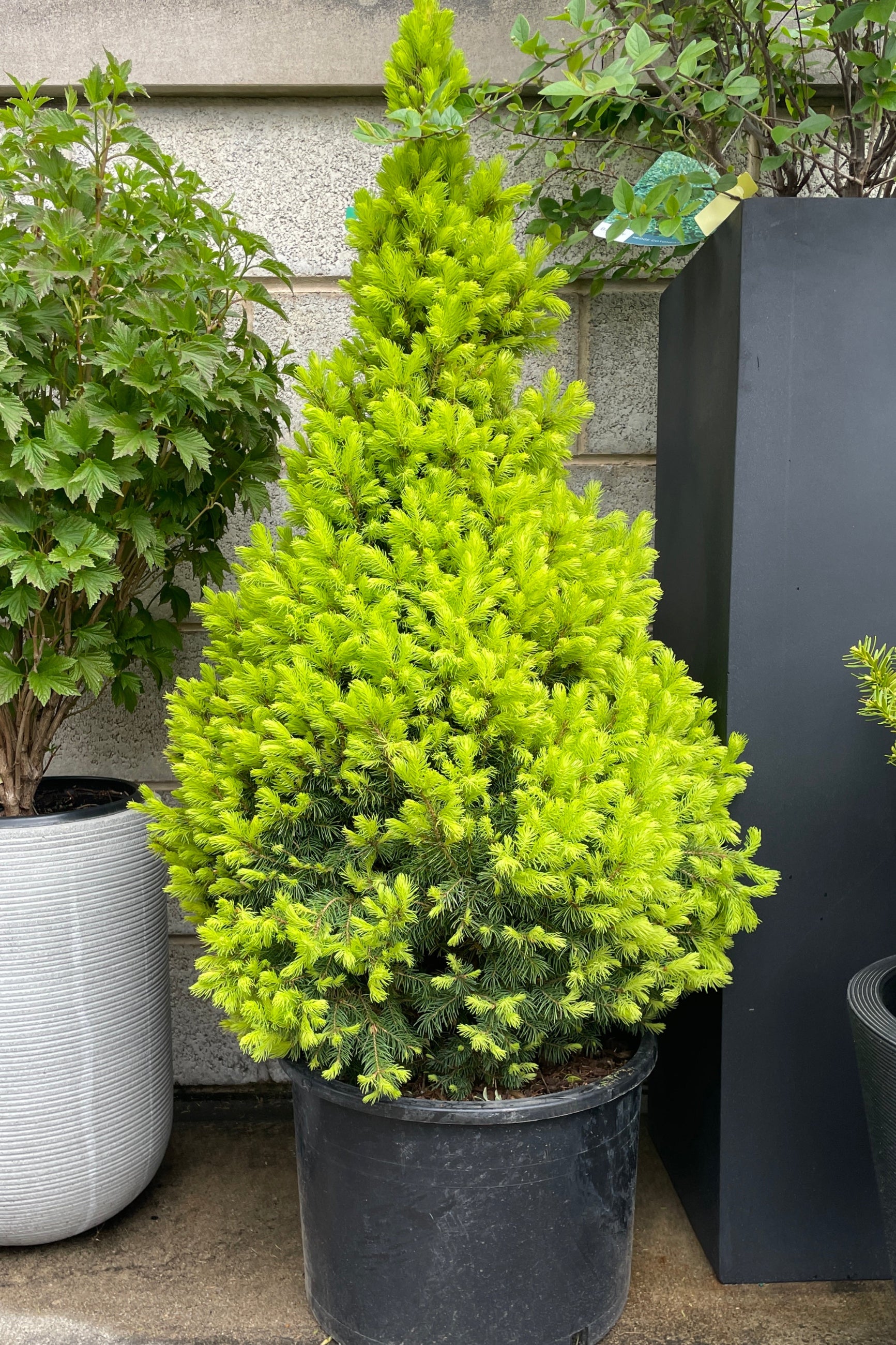 Picea glauca 'Rainbow's End' with its fresh bright yellow green needles the end of April in a #6 growers pot at Sprout-home.  ©Sprout Home