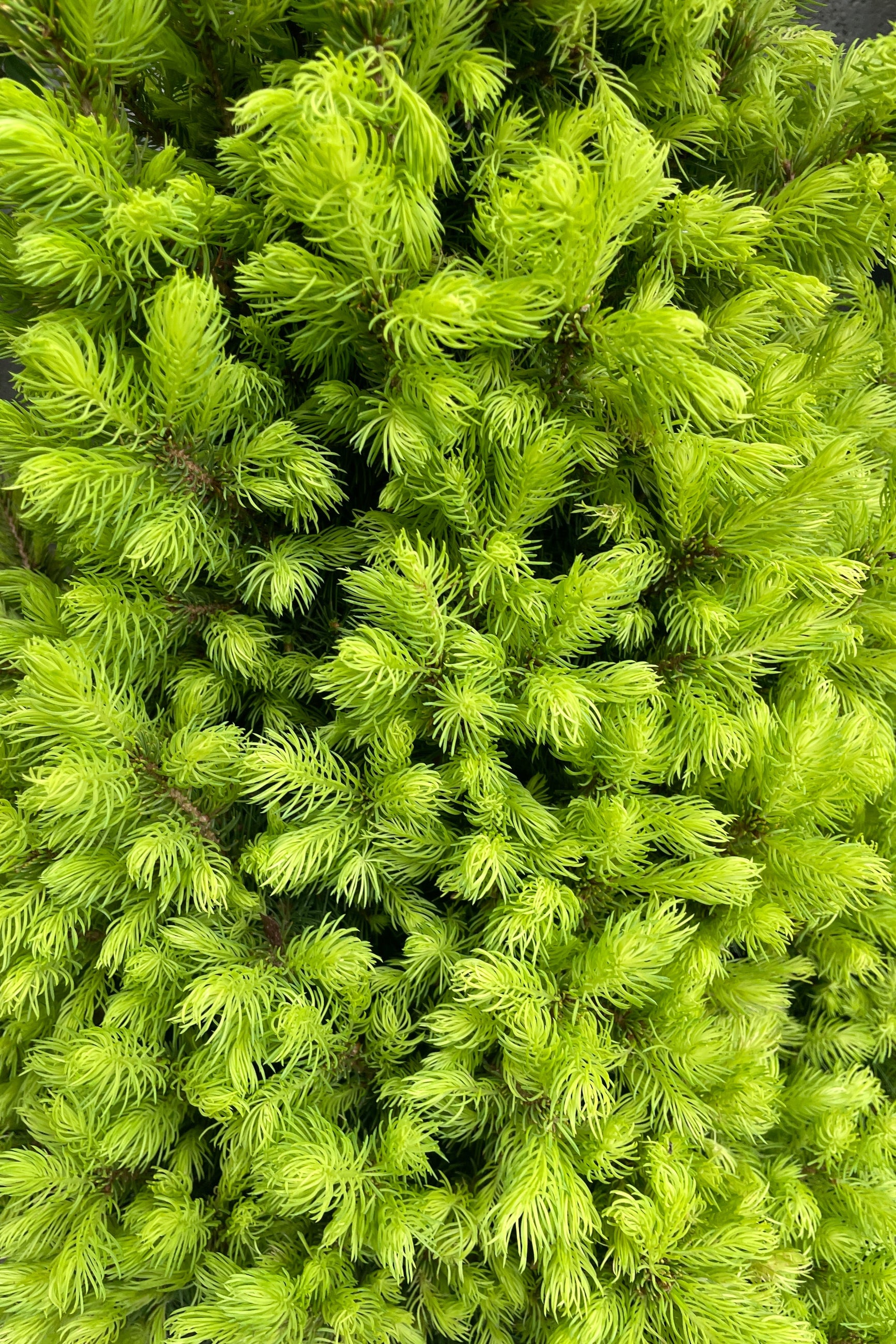 Close up of the fresh bright yellow green needles the end of April on the Picea 'Rainbow's End' evergreen.  ©Sprout Home