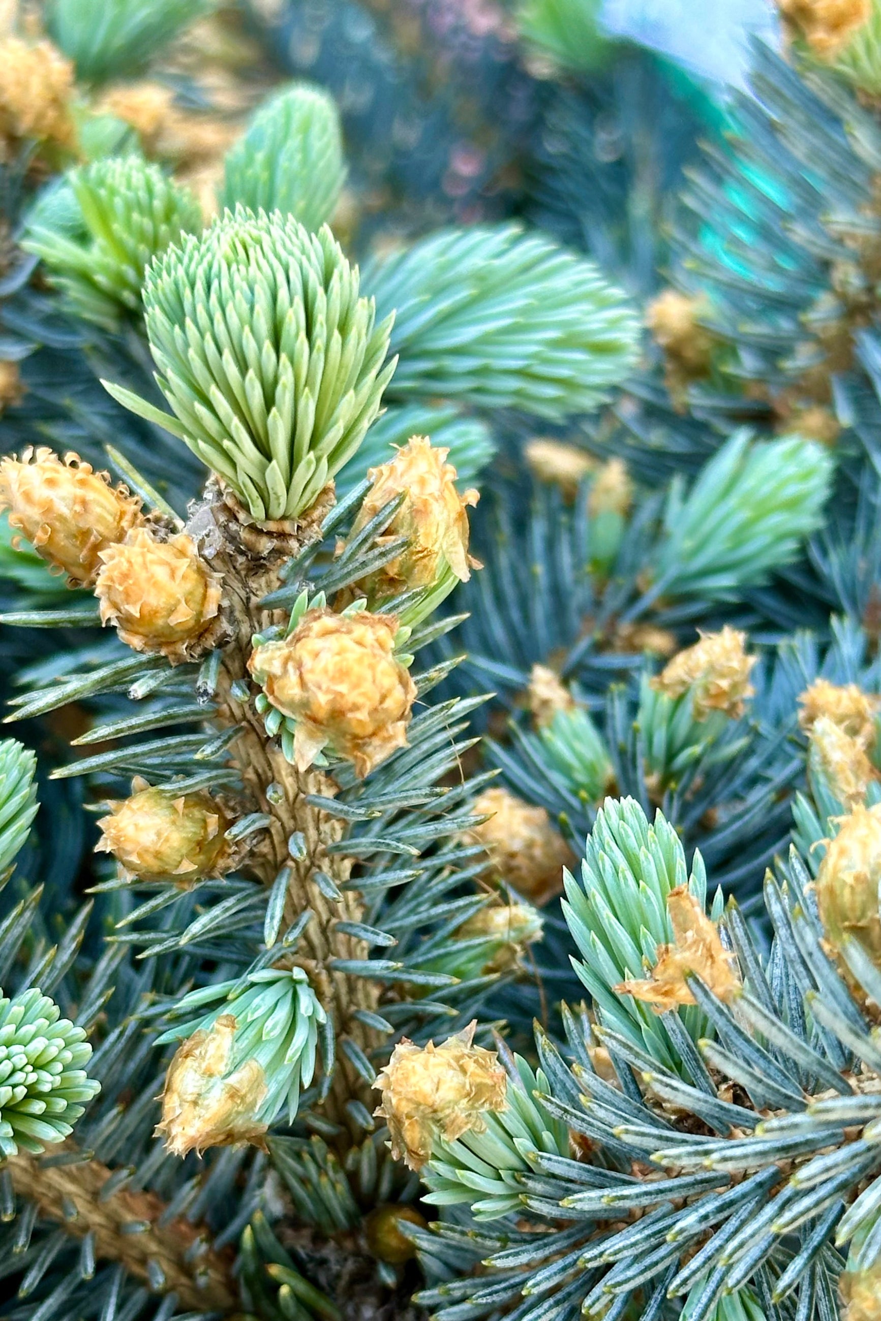 Picea 'Globosa' with fresh blue green candles the end of April.   ©Sprout Home
