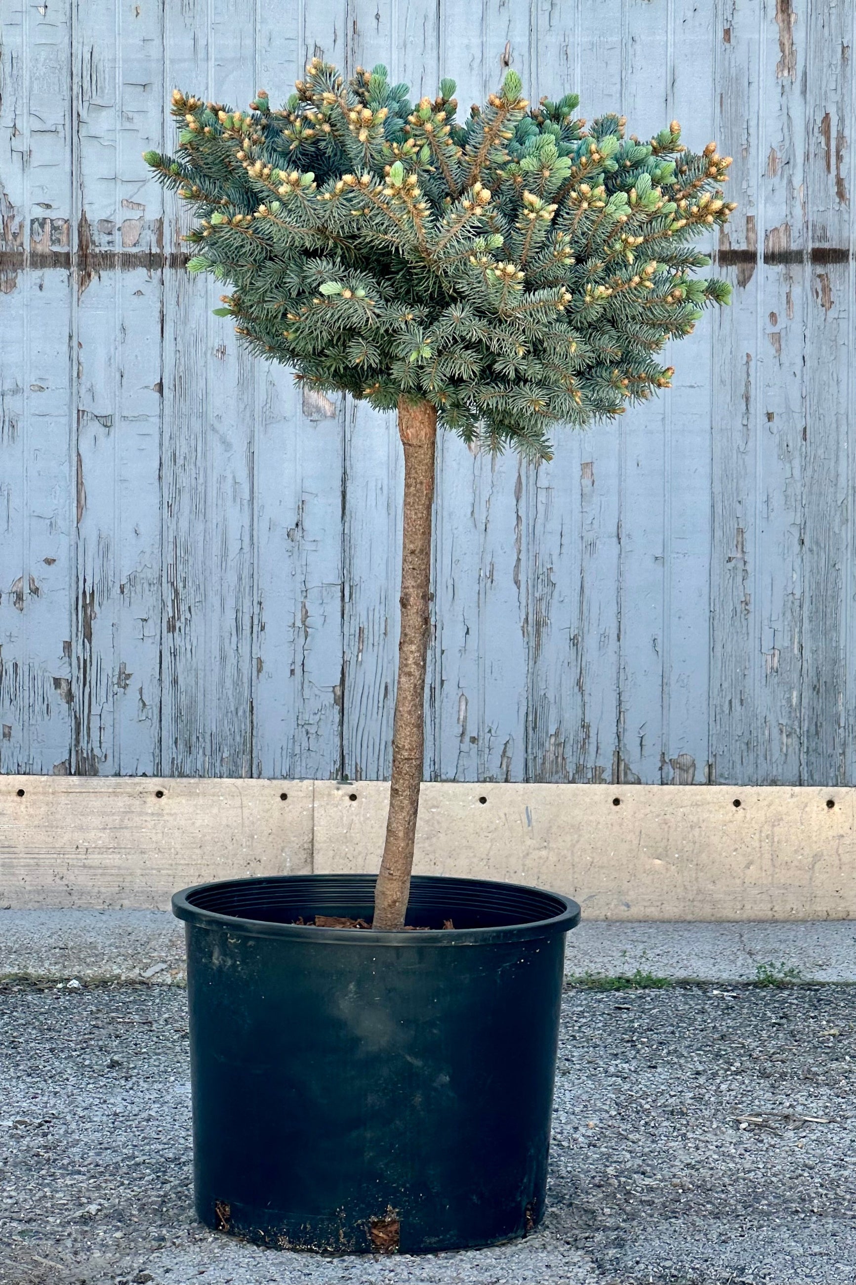 Picea 'Globosa' standard in a #7 growers pot at the end of April with fresh candles in front of a wood wall at Sprout-home.   ©Sprout Home